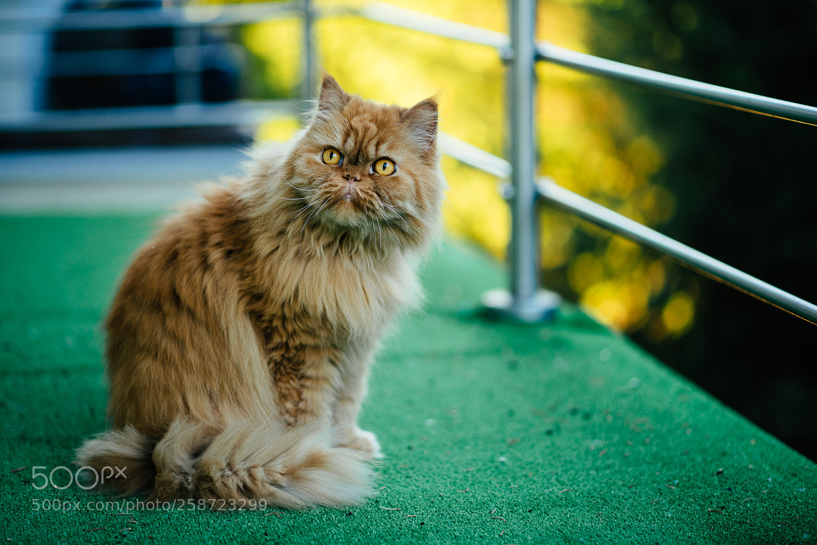 Nikon D800 sample photo. Lil' tiger photography