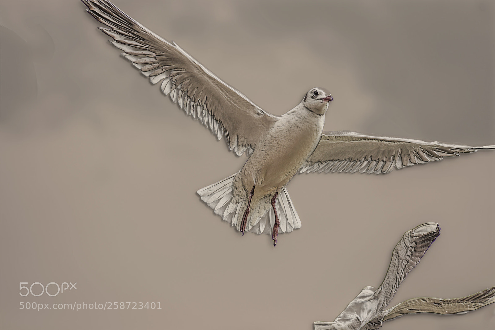 Nikon D600 sample photo. Seagull bevelled photography