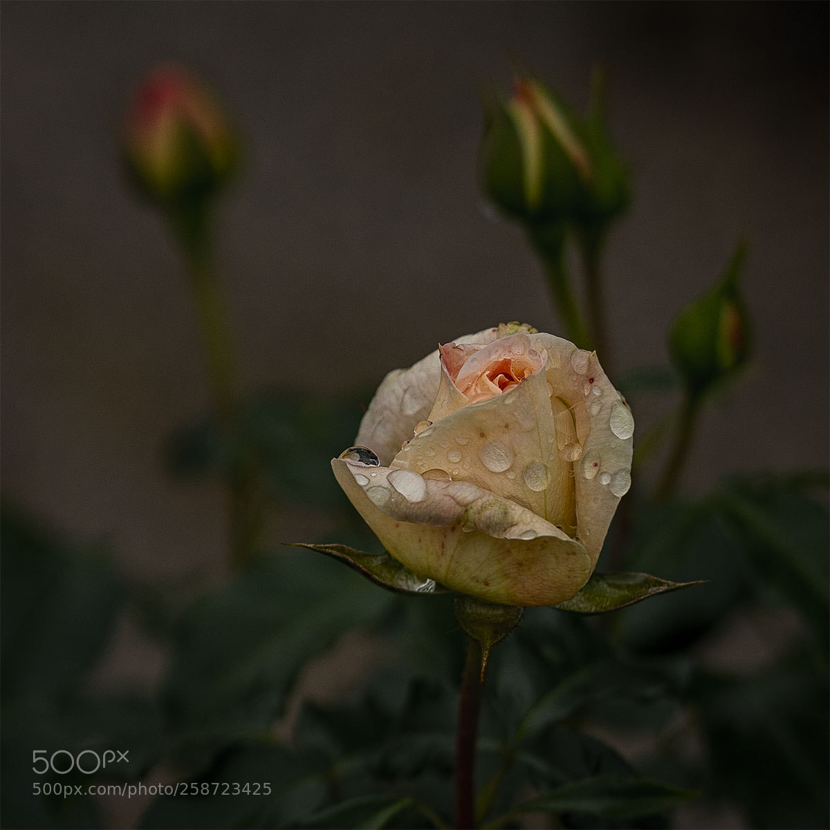 Sony a6300 sample photo. Blüten 200518-004 photography