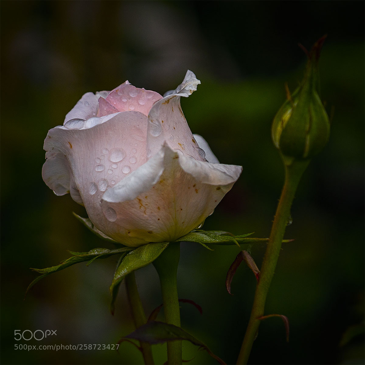 Sony a6300 sample photo. Blüten 200518-002 photography