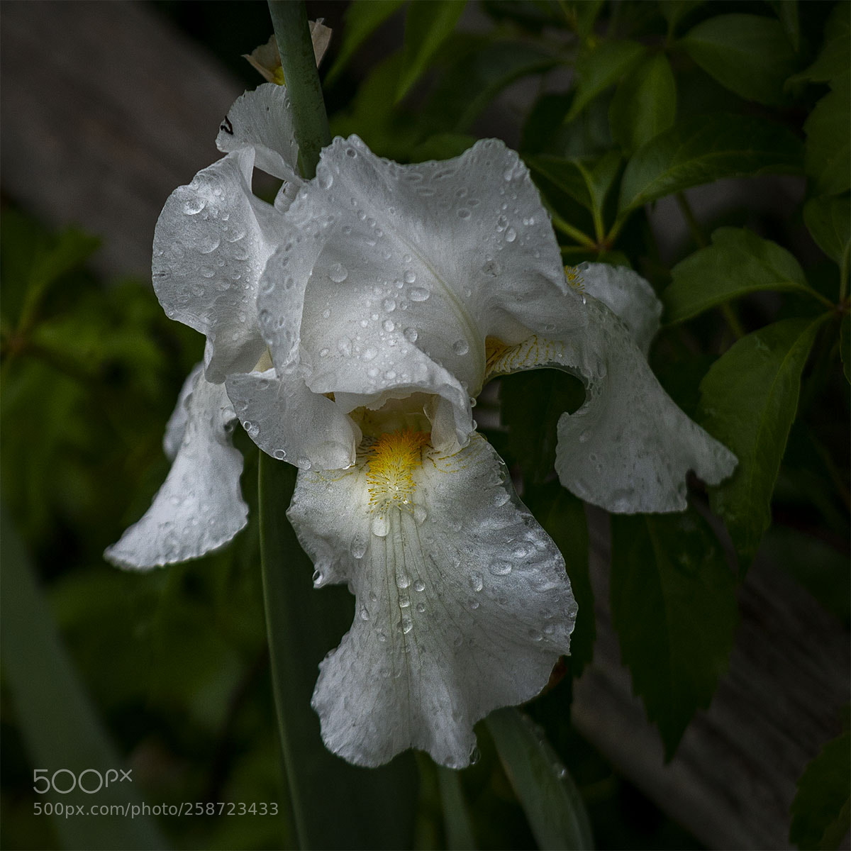 Sony a6300 sample photo. Blüten 200518-006 photography