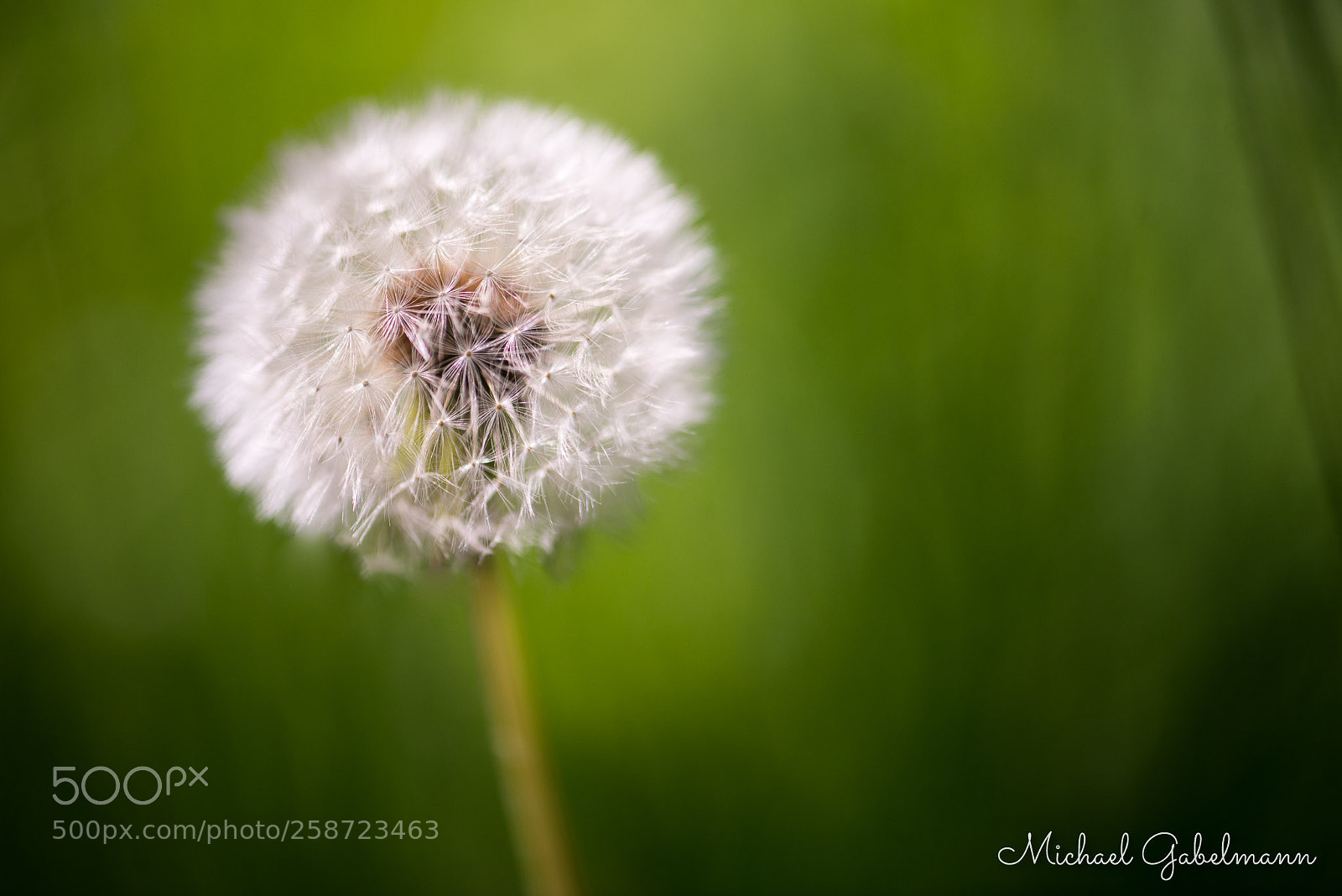 Nikon D800 sample photo. Fluff photography
