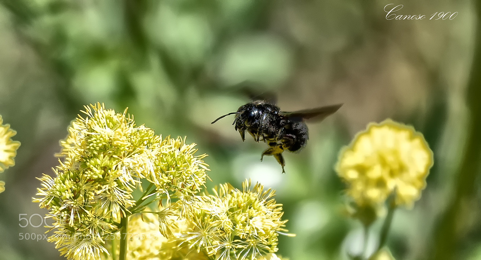 Nikon D810 sample photo. Volareeeeeeeeeeeeeee photography
