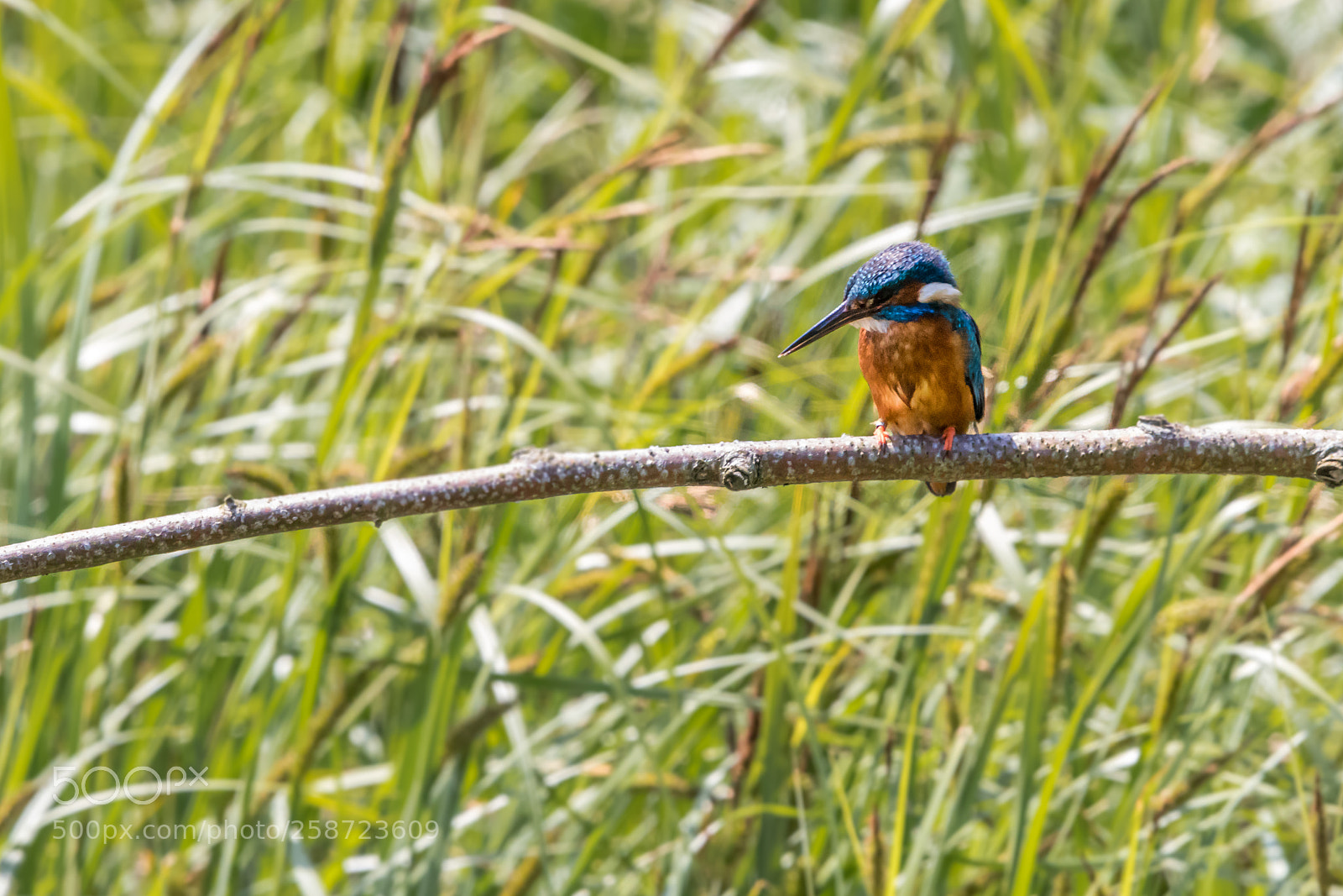 Canon EOS 80D sample photo. Kingfisher photography