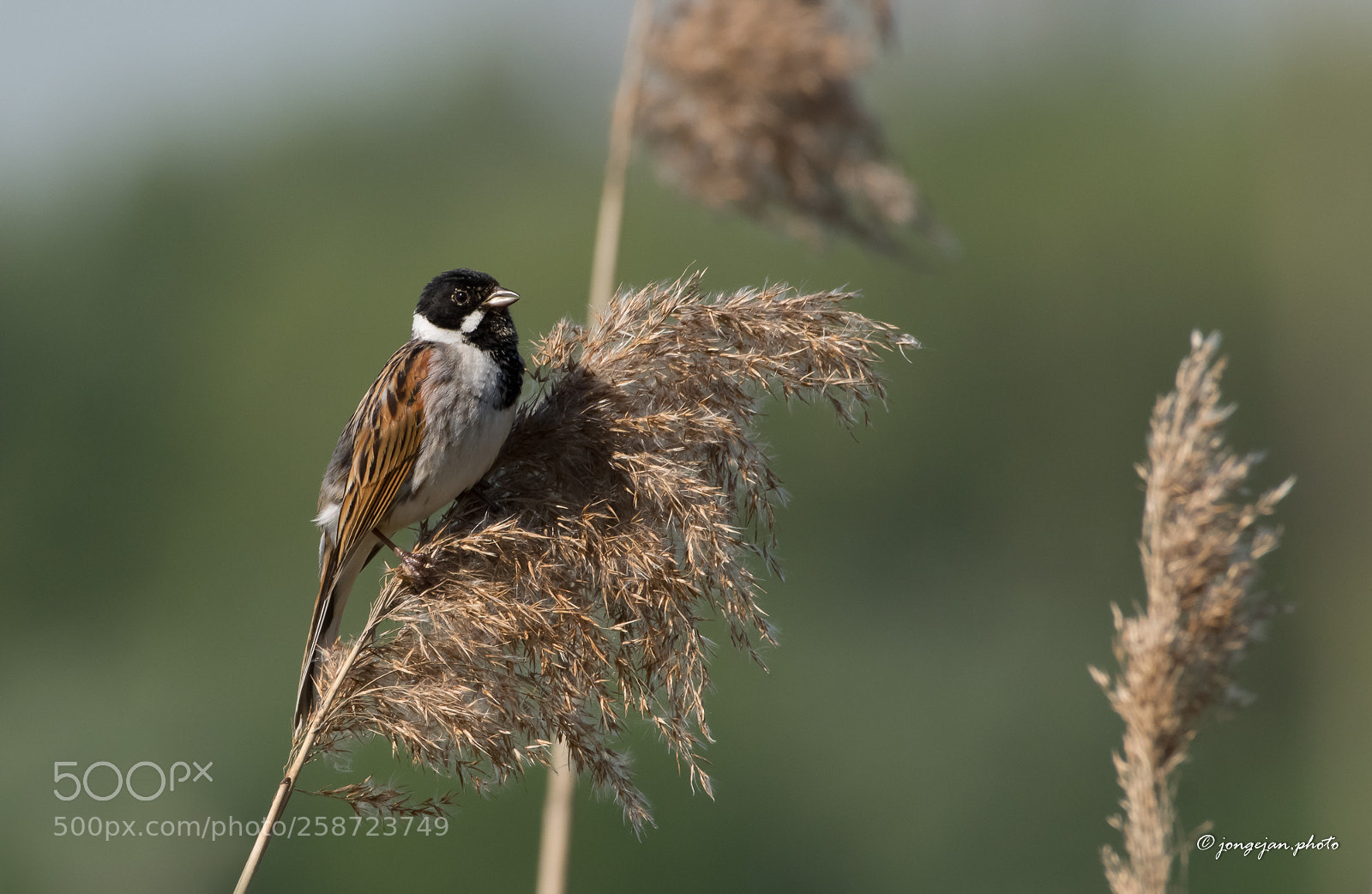 Pentax K-3 II sample photo. Reed bunting photography