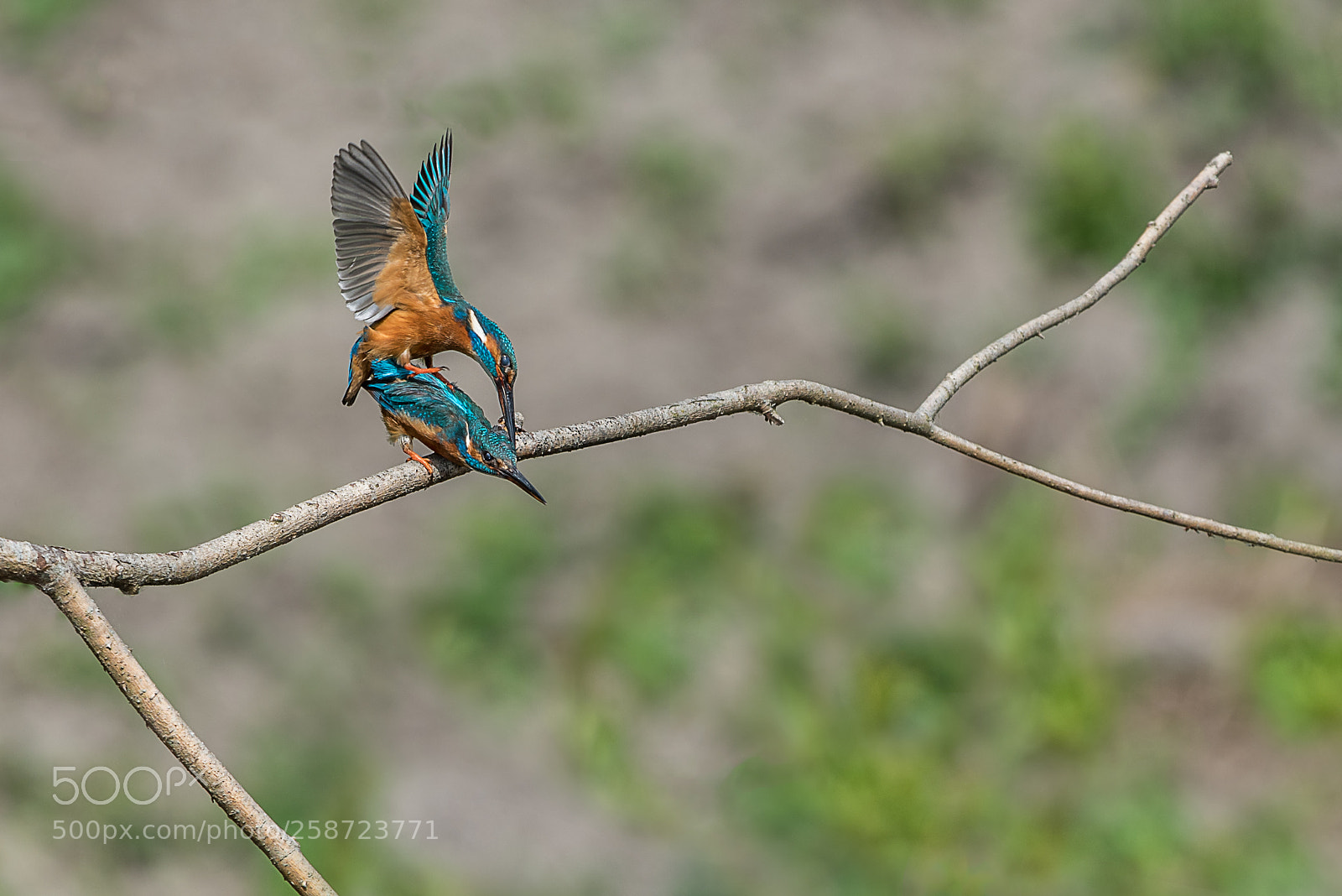 Nikon D750 sample photo. Kingfisher pairing time photography