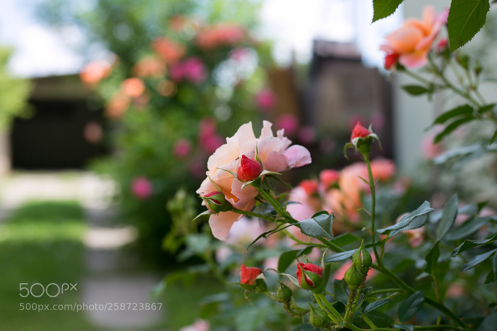 Canon EOS 6D sample photo. Rose photography