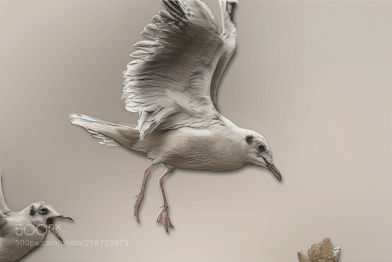 Nikon D600 sample photo. Bevelled seagulls 2 photography