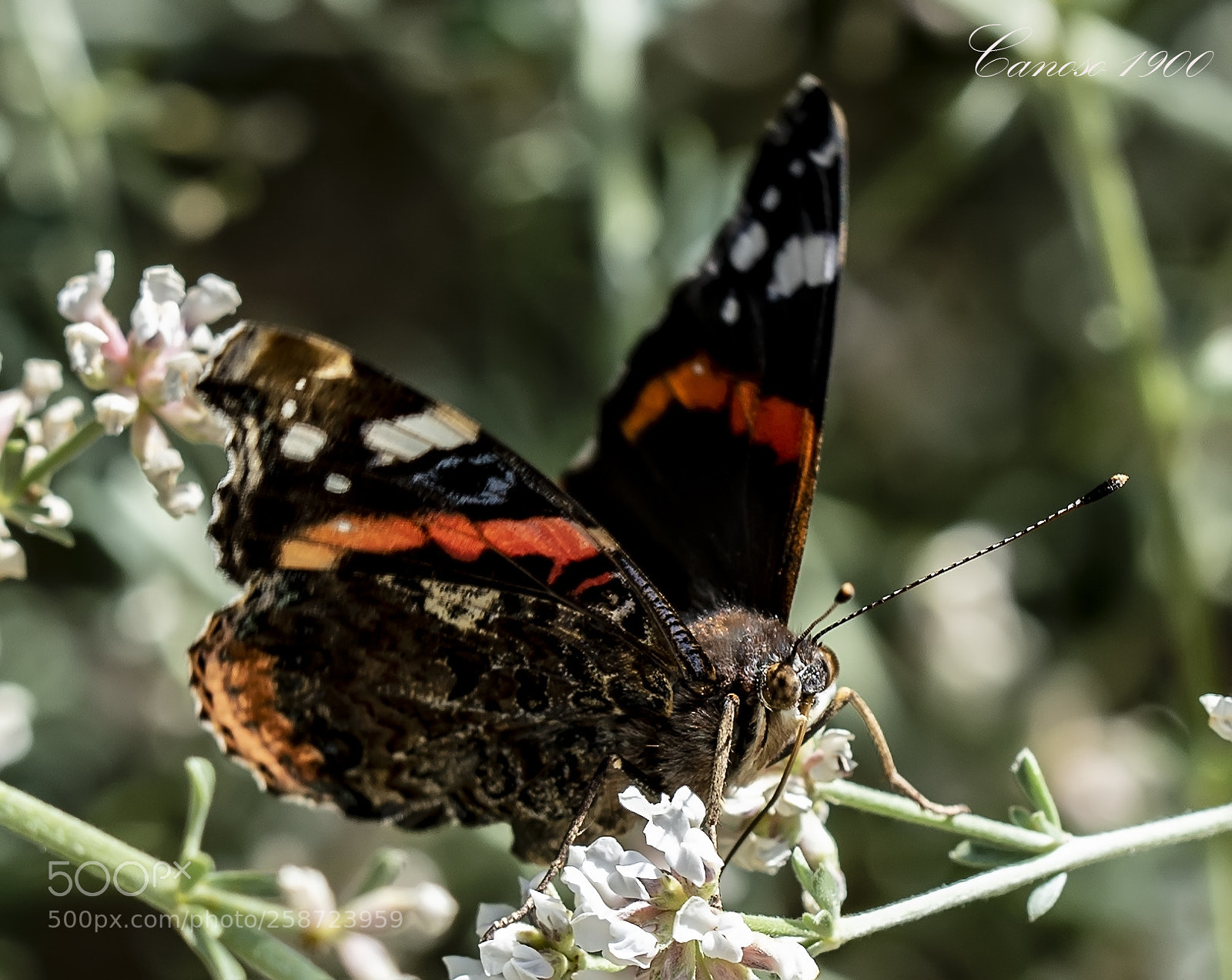 Nikon D810 sample photo. Colores photography