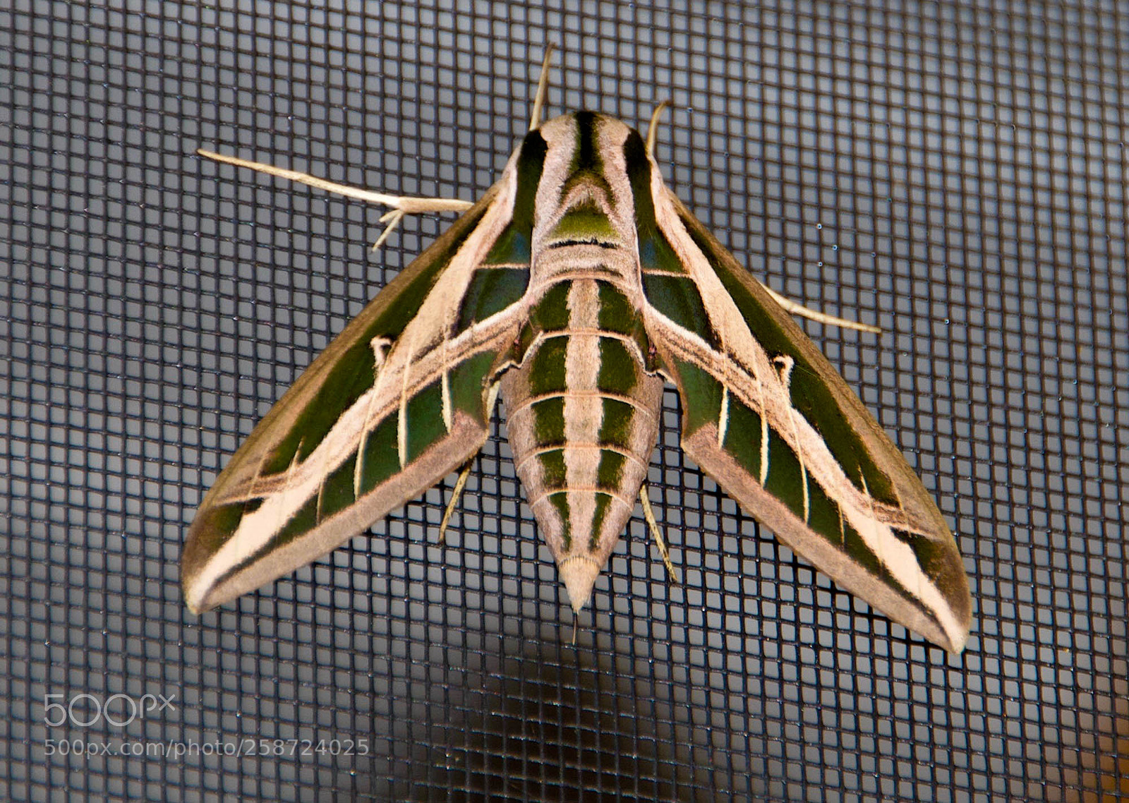 Nikon D60 sample photo. Moth photography