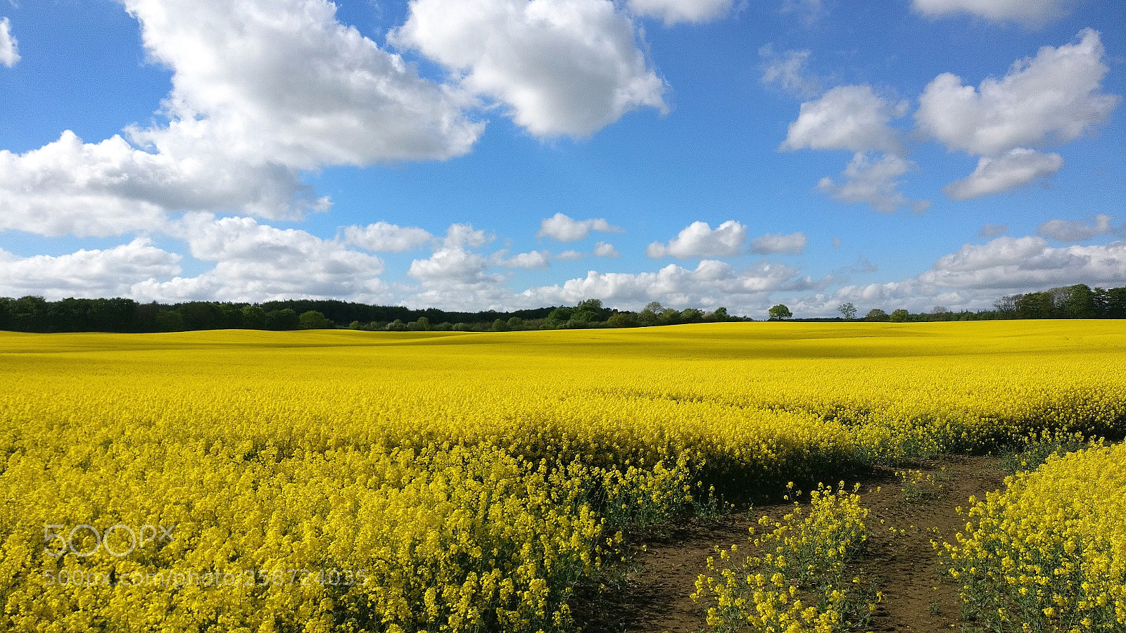 OnePlus A3003 sample photo. Rapeseed. photography