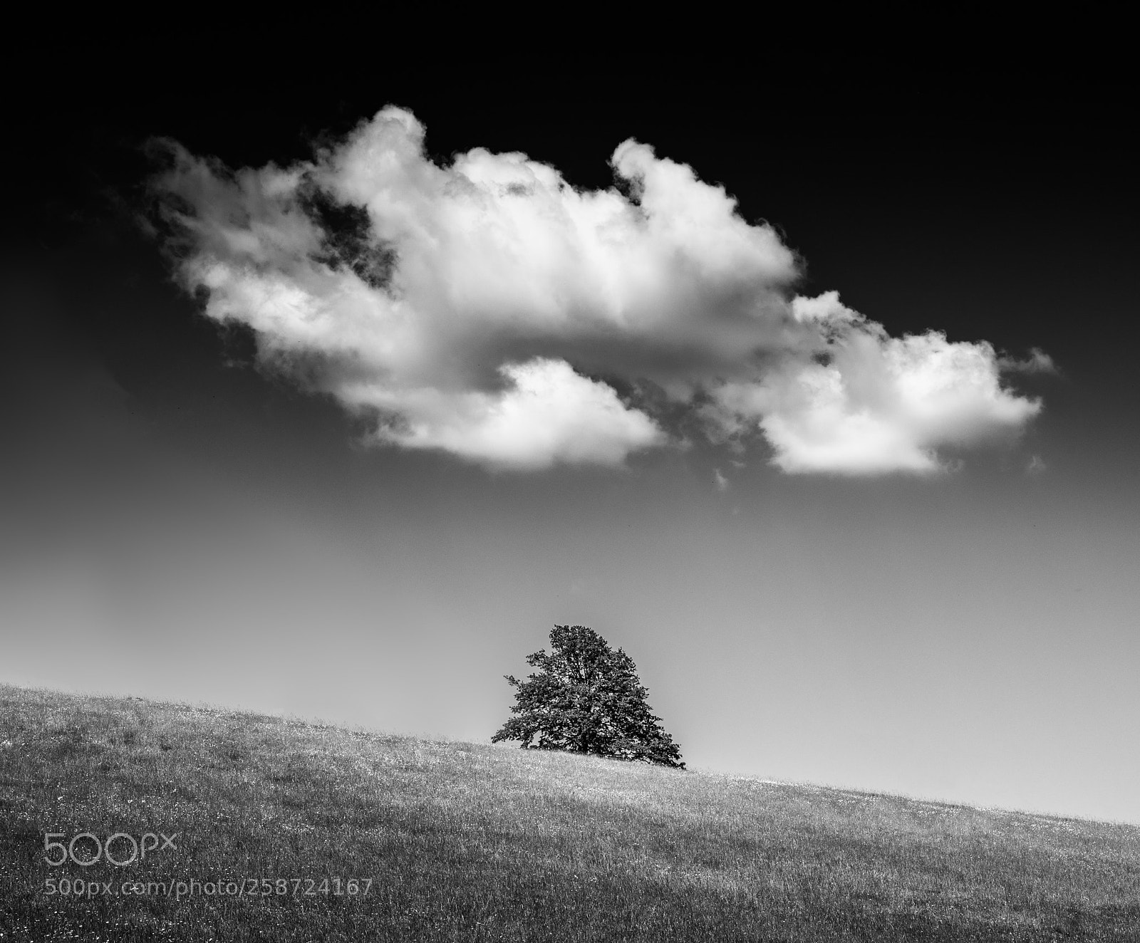 Nikon D750 sample photo. Cloud and tree photography