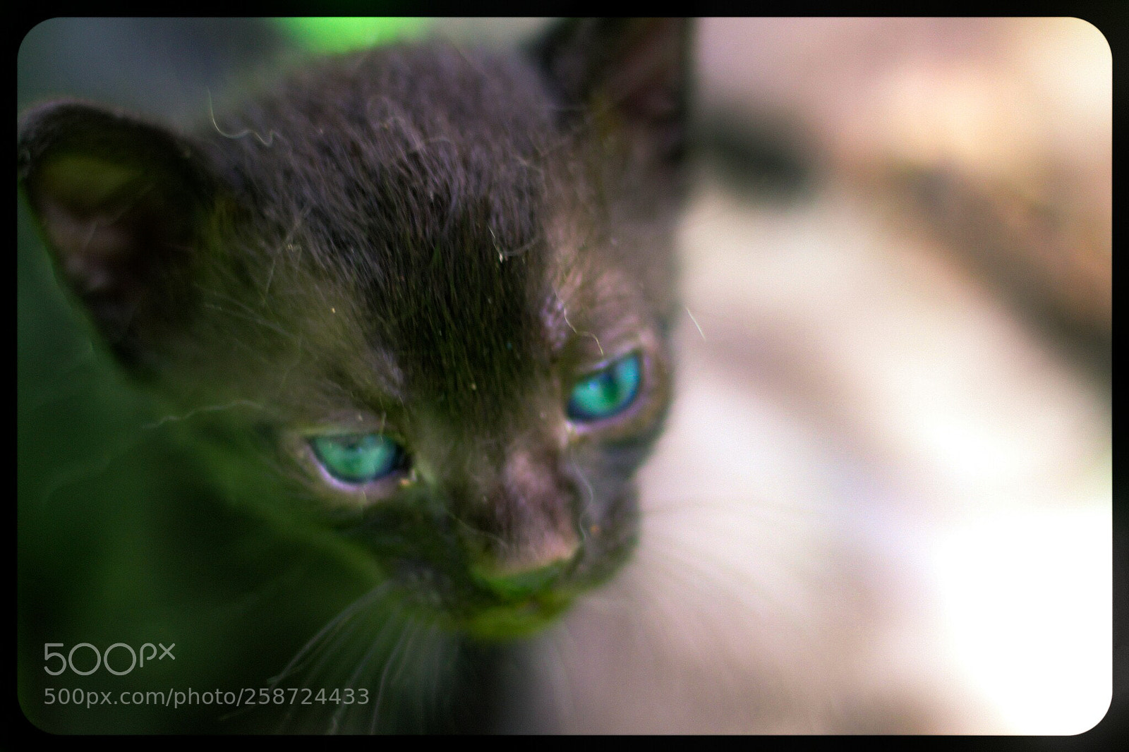 Canon EOS 1300D (EOS Rebel T6 / EOS Kiss X80) sample photo. Black baby cat photography
