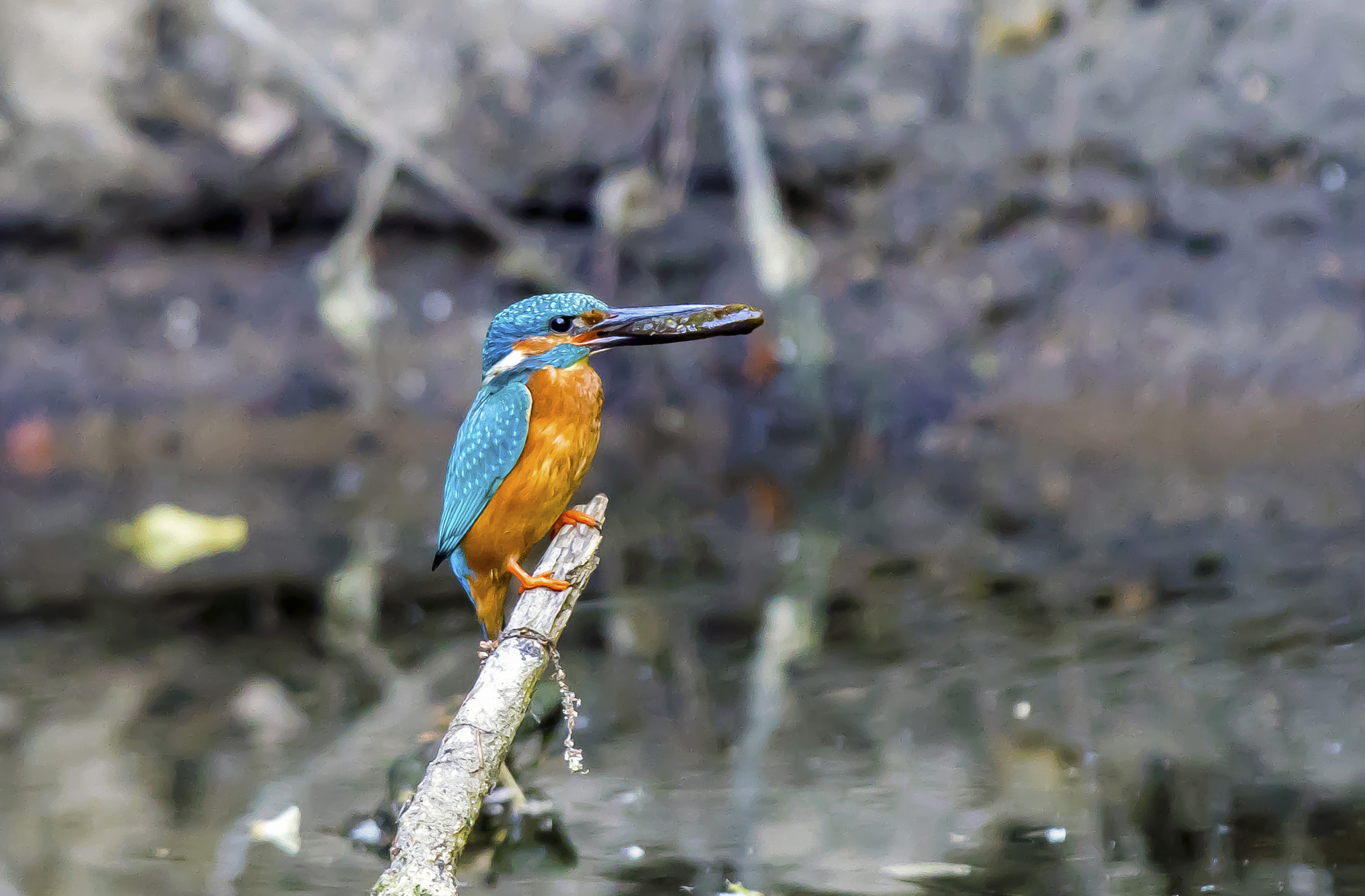 Pentax KP sample photo. Kingfisher photography