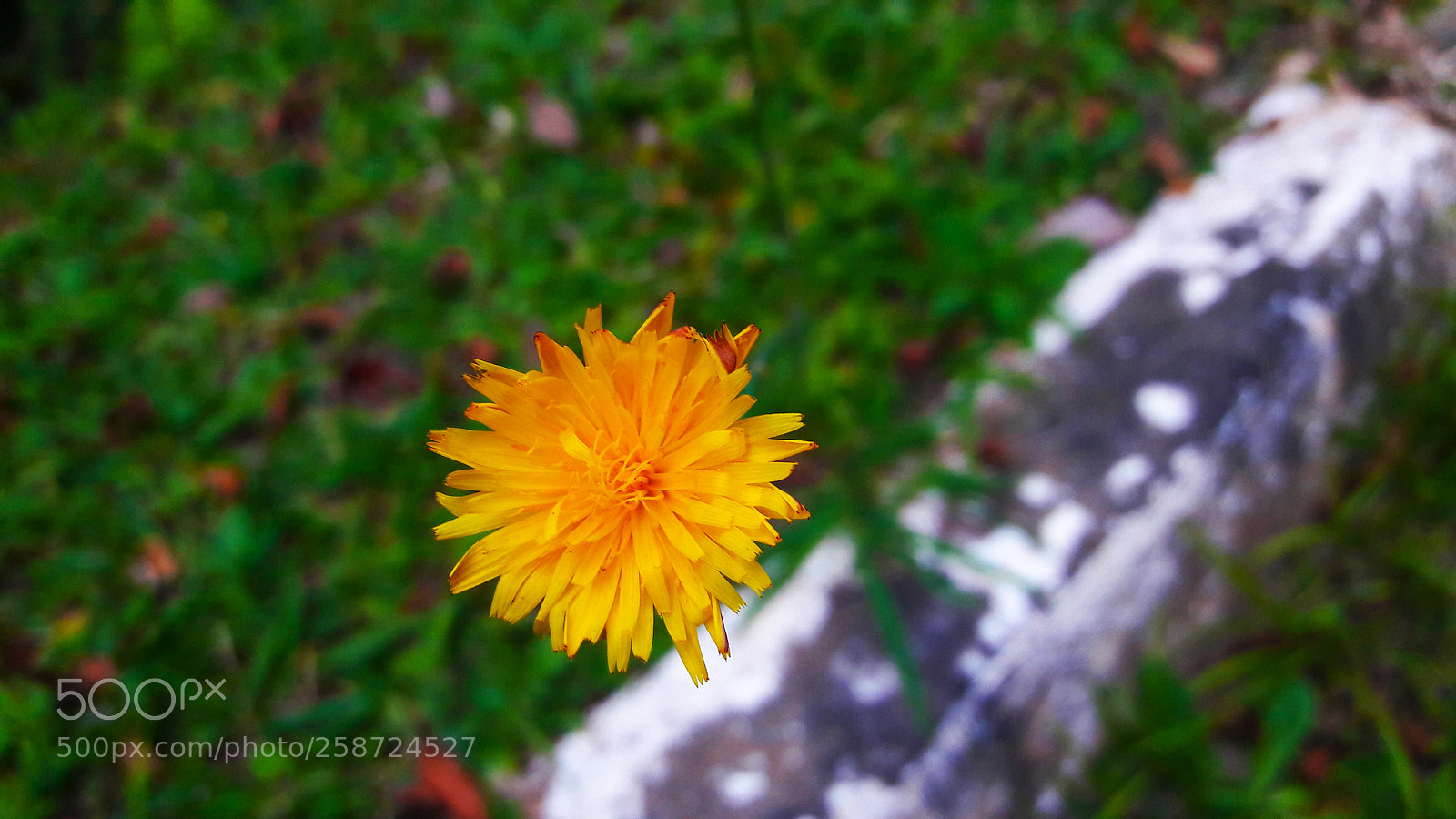 Samsung Galaxy A5(2016) sample photo. Flora photography