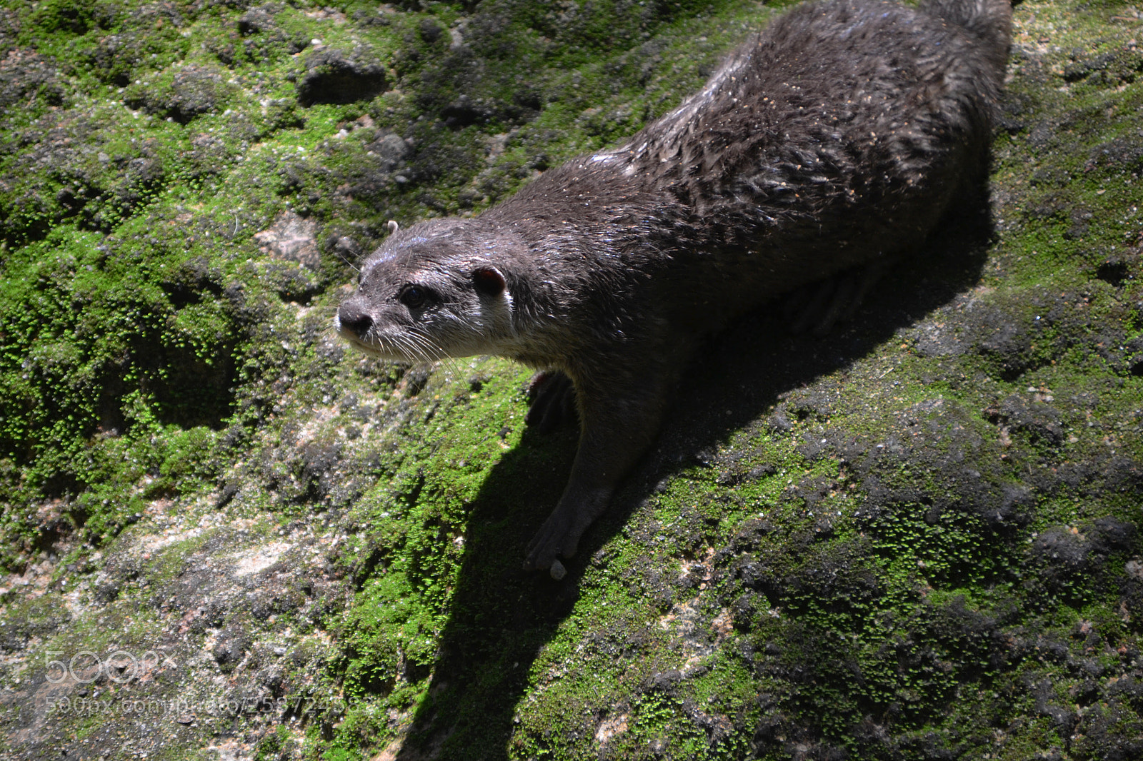 Nikon D3100 sample photo. Otter walking downhill photography