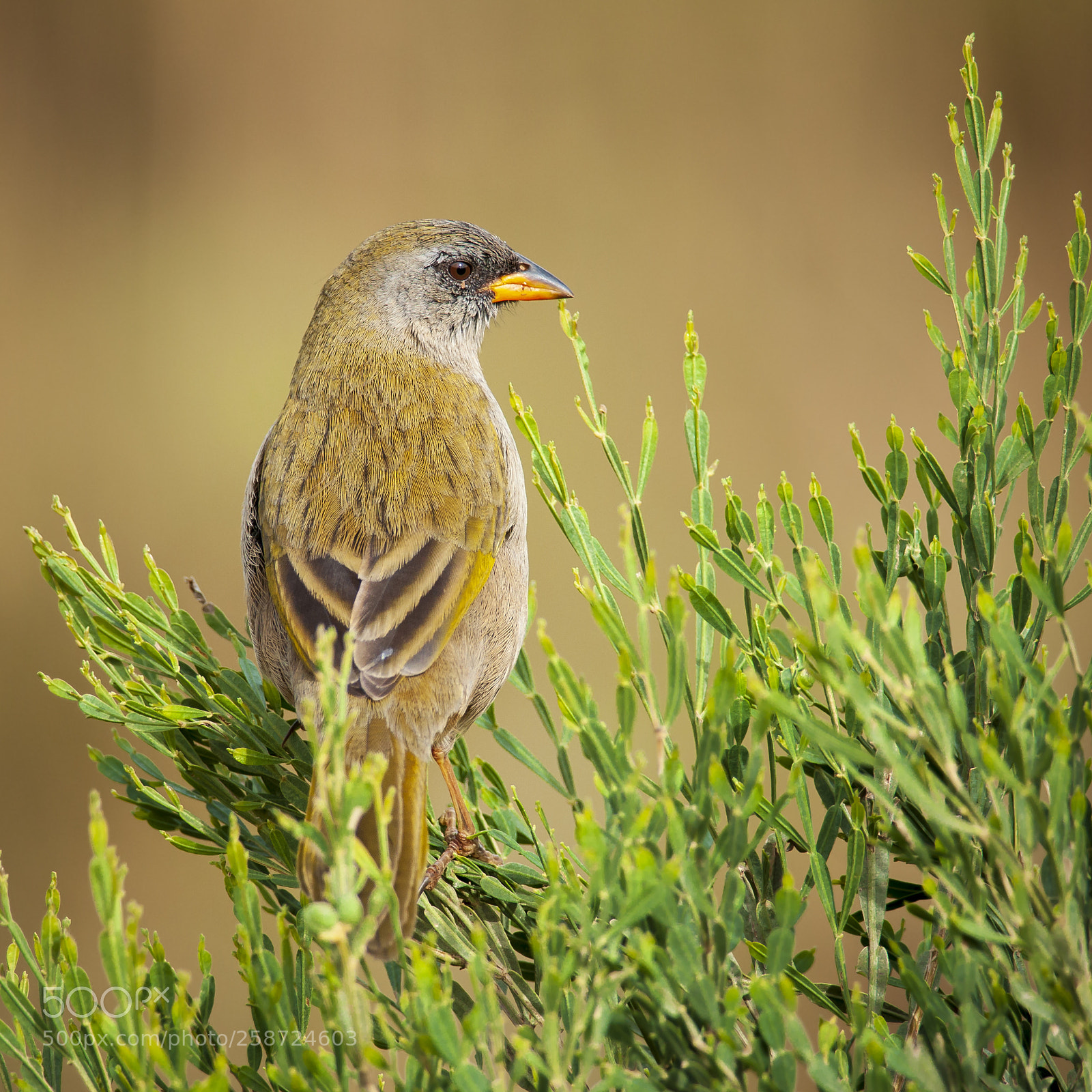 Nikon D5000 sample photo. Great pampa-finch photography