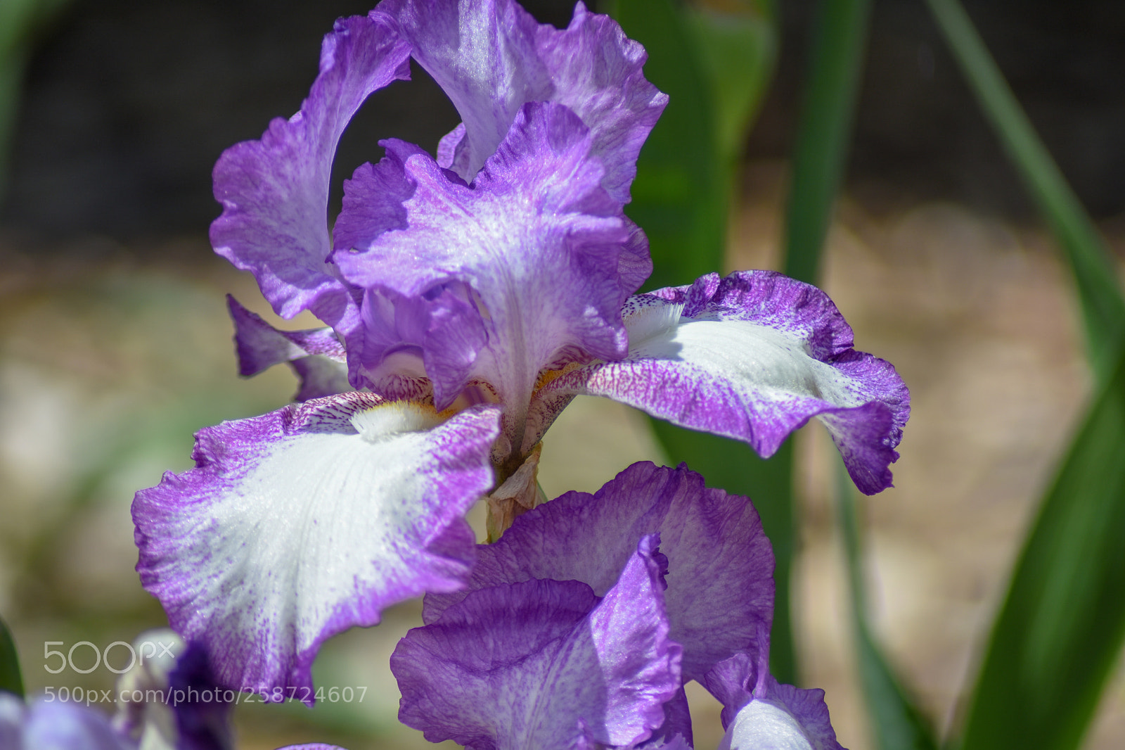 Nikon D7200 sample photo. Purple and white iris photography