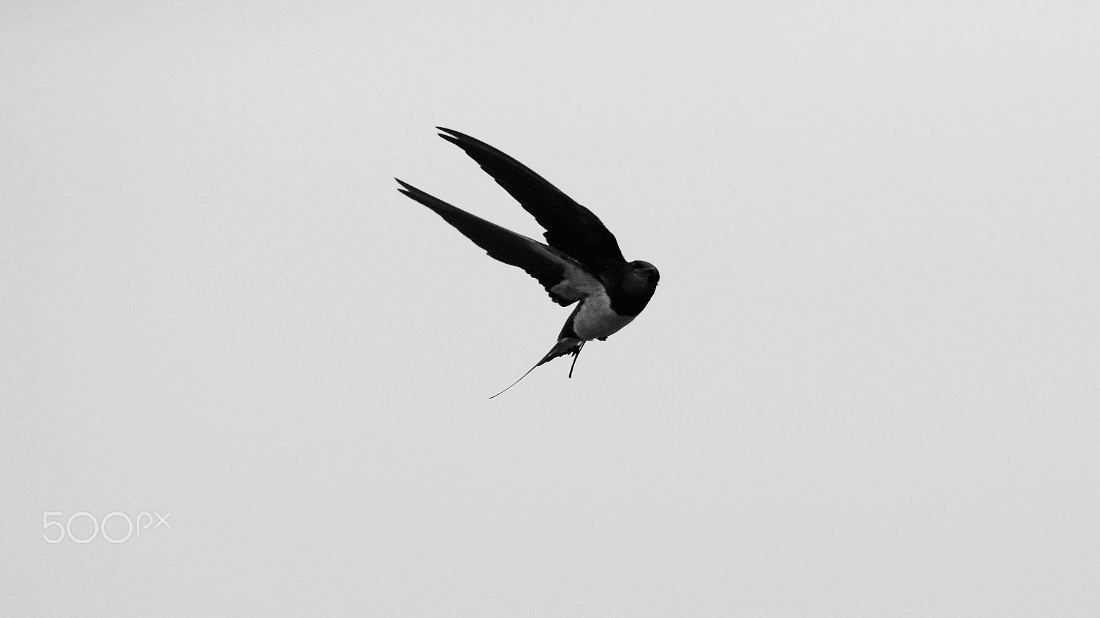 Canon EOS-1D X sample photo. Bw photography