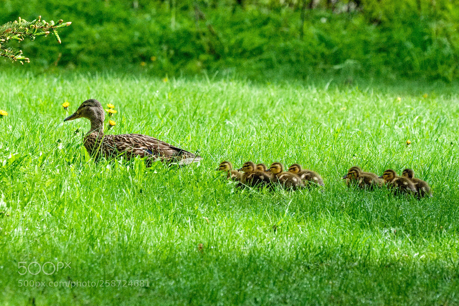 Fujifilm X-T2 sample photo. Follow the leader photography
