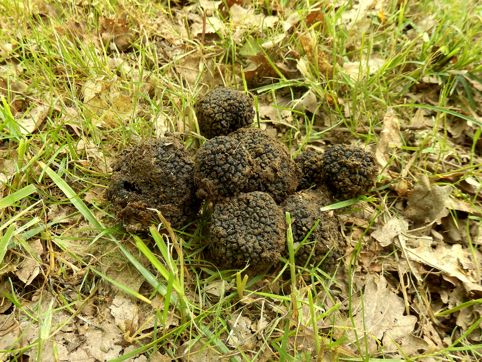 Olympus SZ-31MR sample photo. Perigord truffles photography