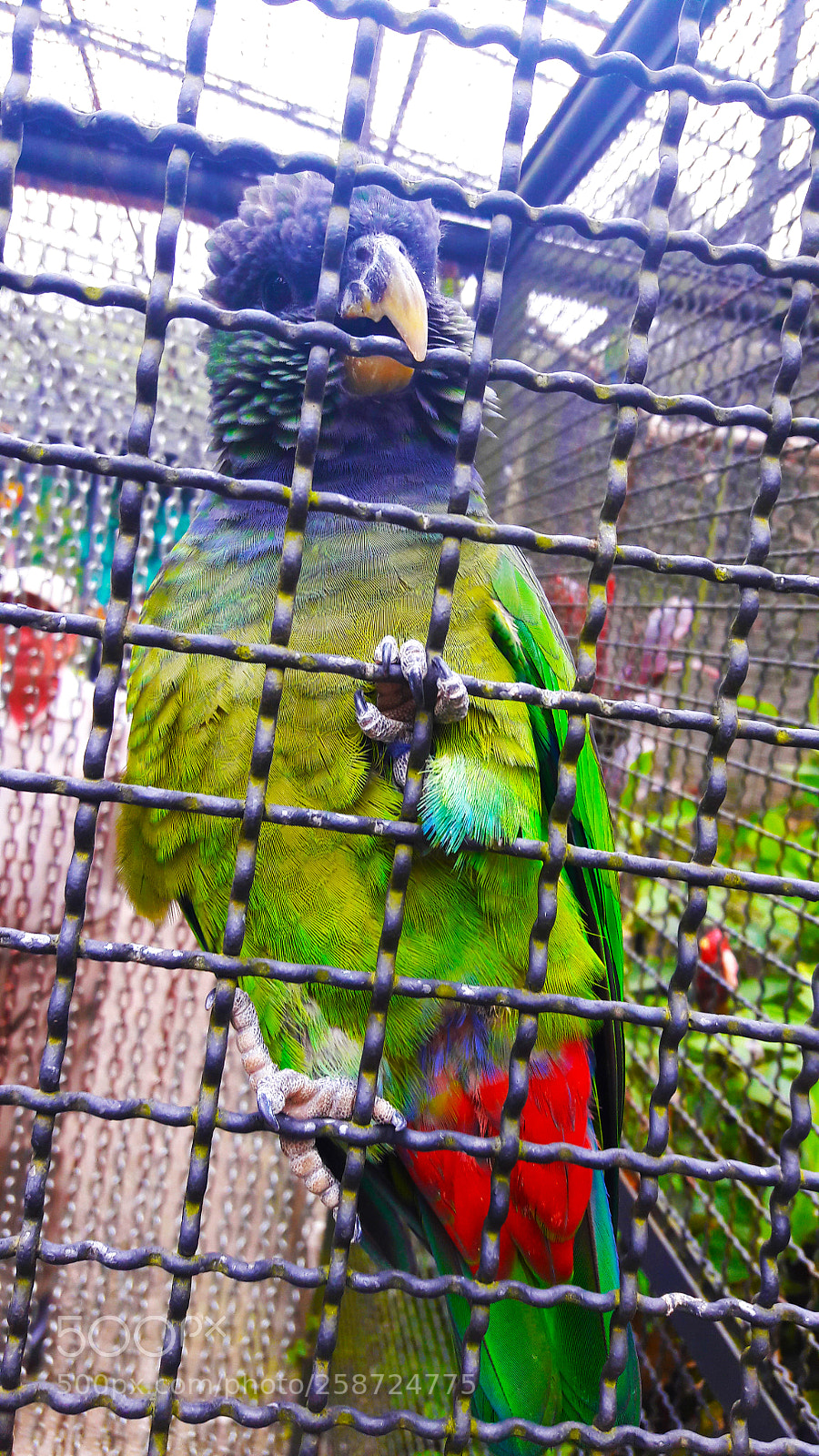 Samsung Galaxy A5(2016) sample photo. Green bird photography