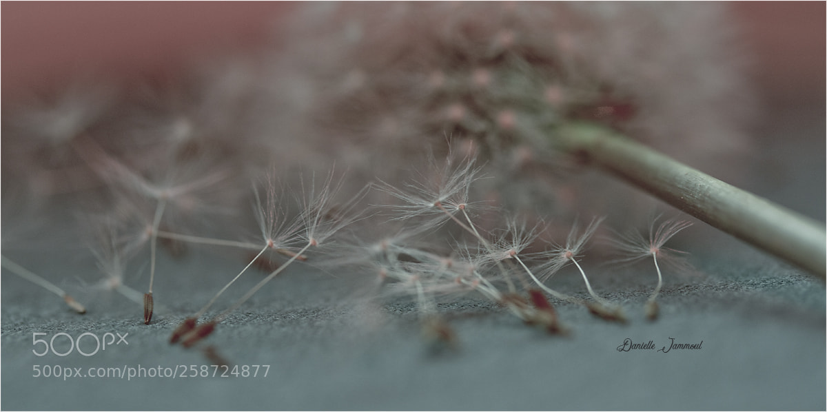 Canon EOS 7D sample photo. Ot photography