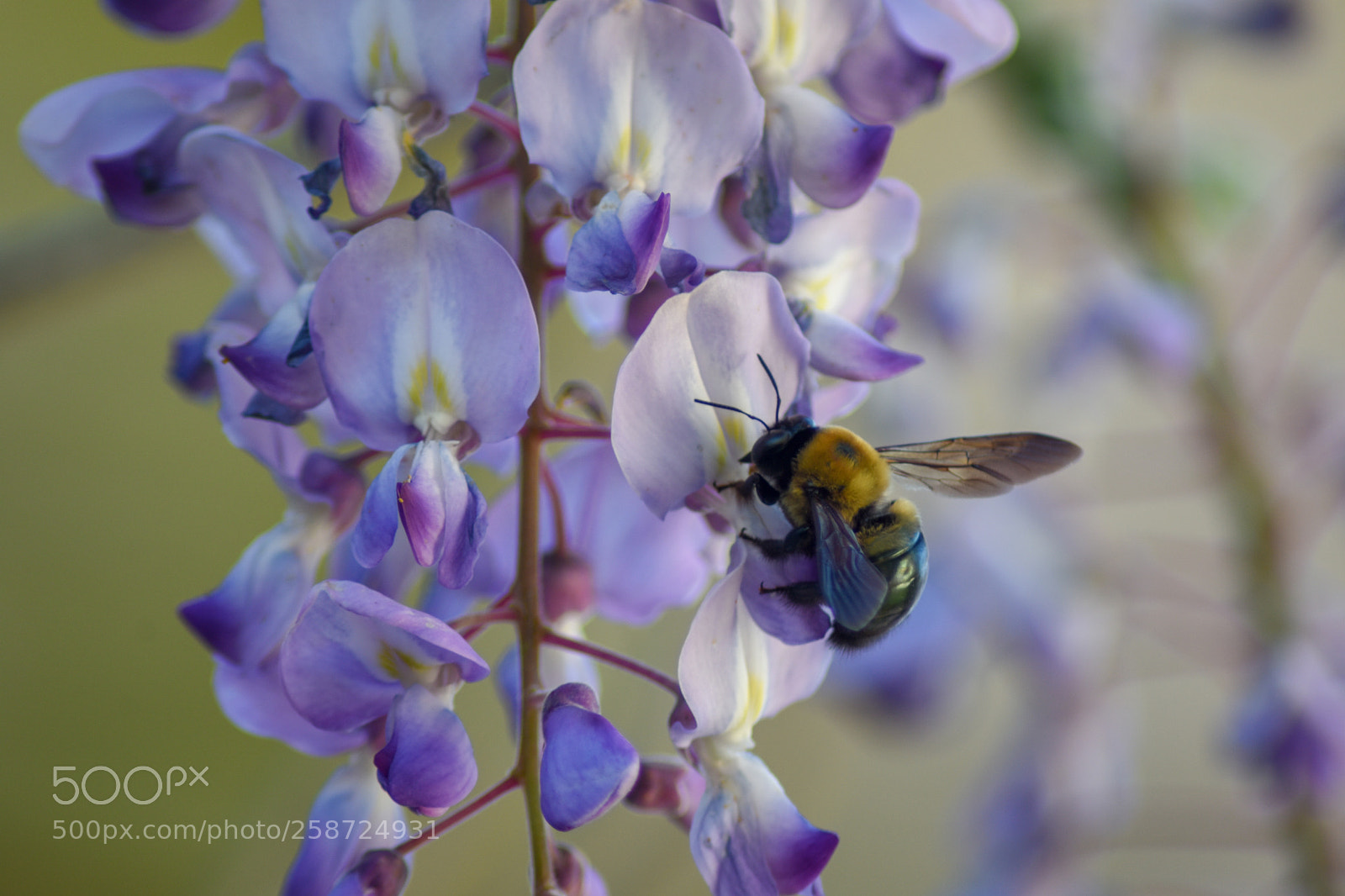 Nikon D7200 sample photo. Bumble bee on wisteria photography