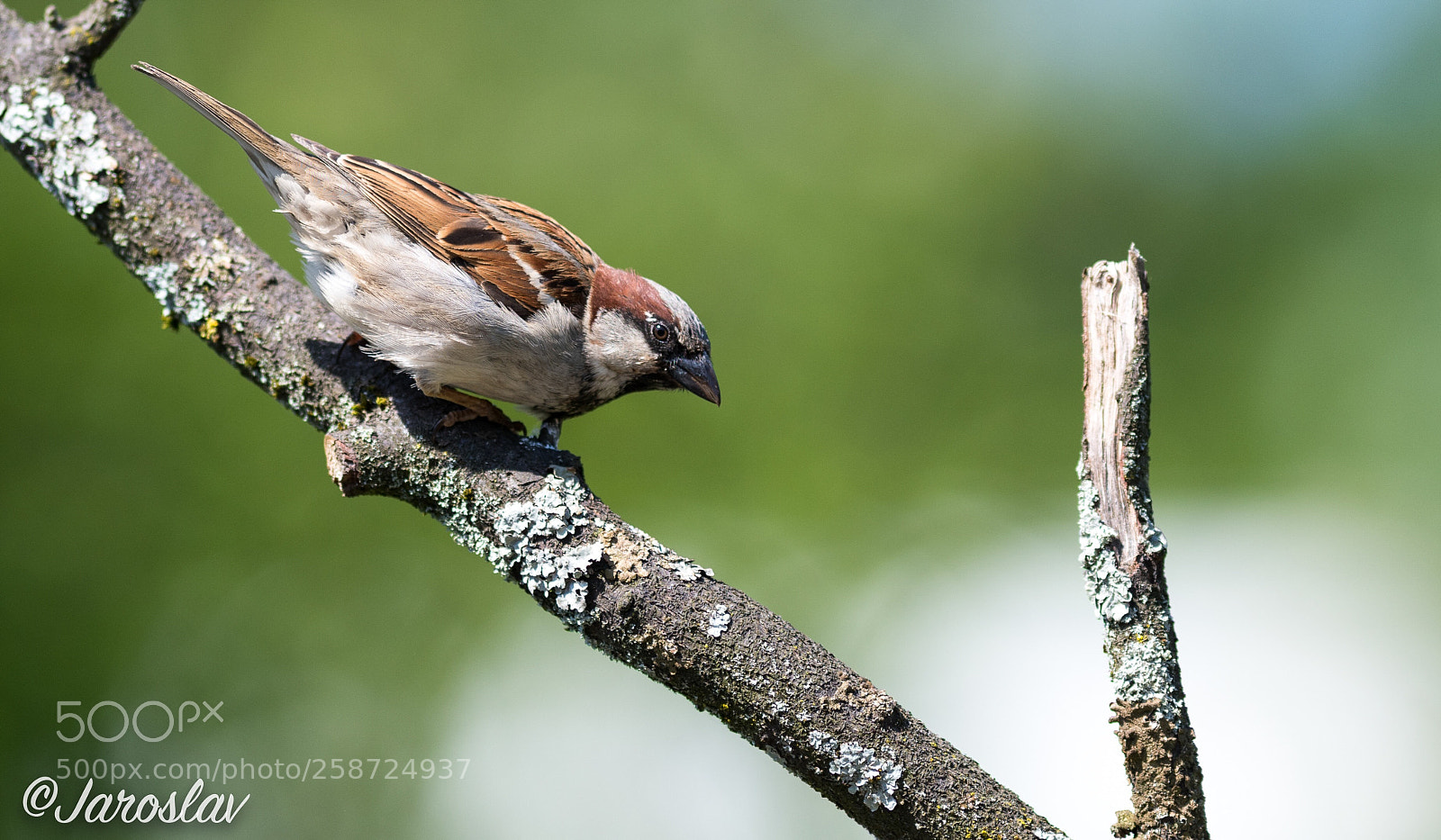 Nikon D500 sample photo. Common sparrow ready to photography
