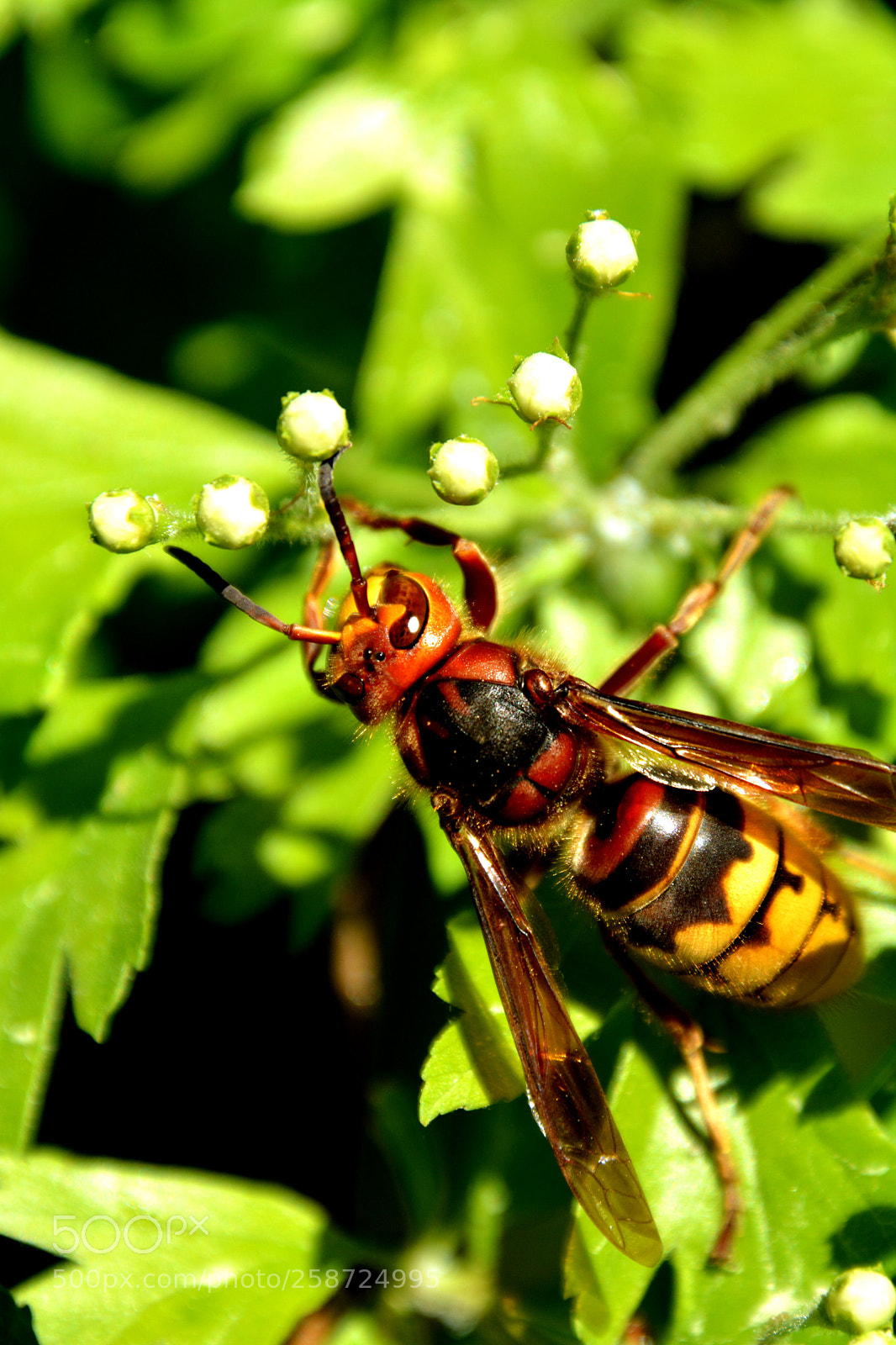 Nikon D5200 sample photo. Big wasp. photography