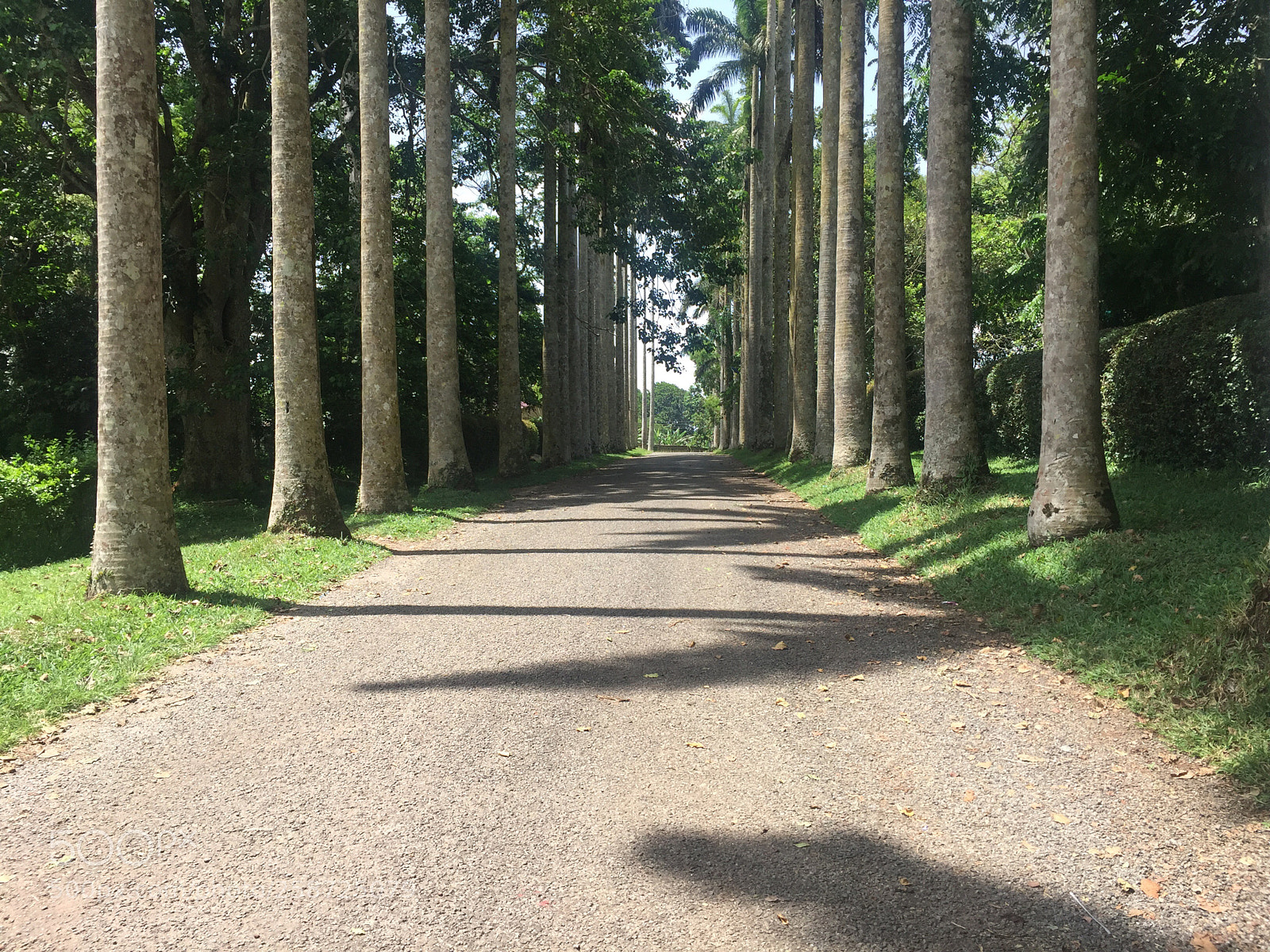 Apple iPhone 6 Plus sample photo. Aburi botanical gardens   photography