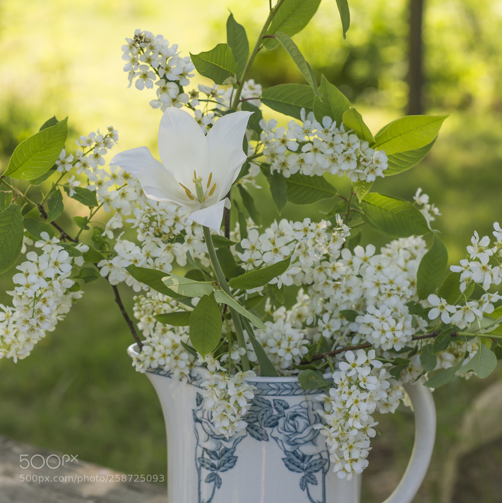 Nikon D610 sample photo. Tulip and bird cherry photography