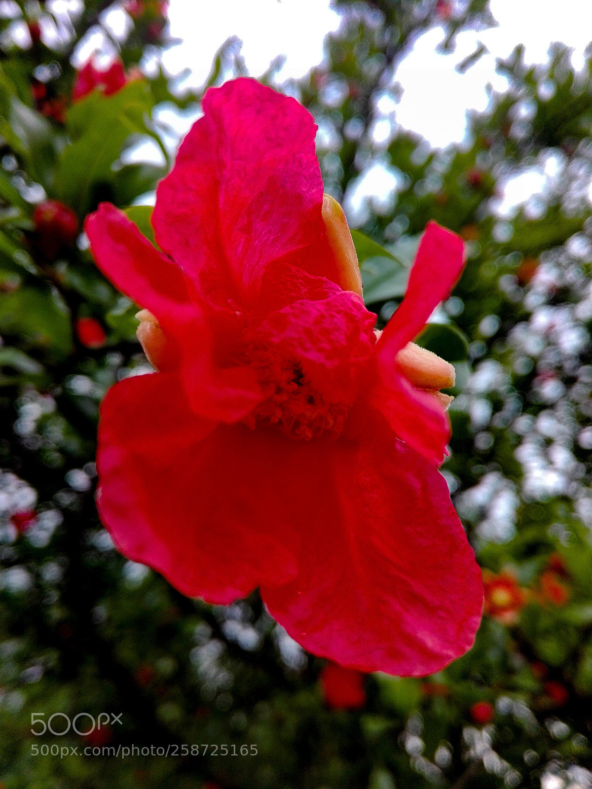 HUAWEI P8 Lite sample photo. The flower of the photography