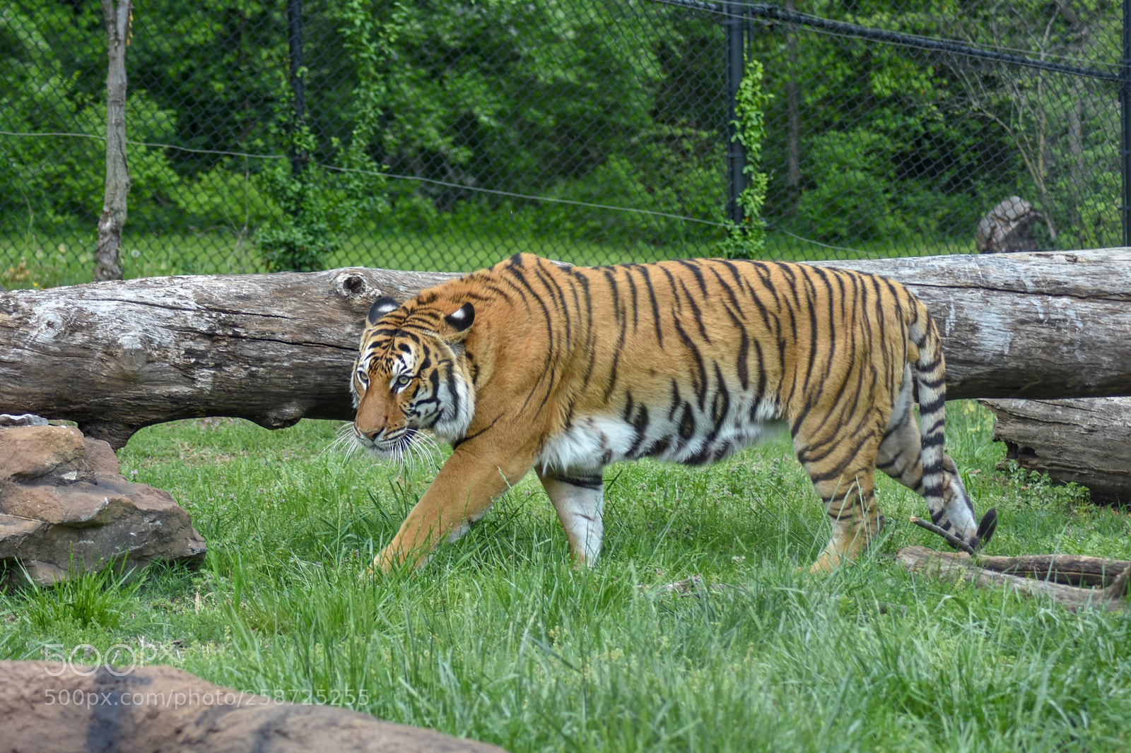 Nikon D7200 sample photo. Male tiger photography