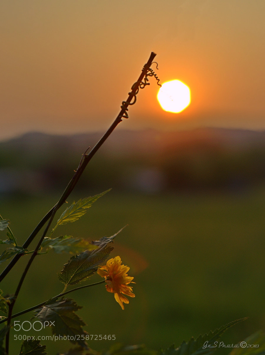 Nikon D7000 sample photo. The lantern / la lanterne photography