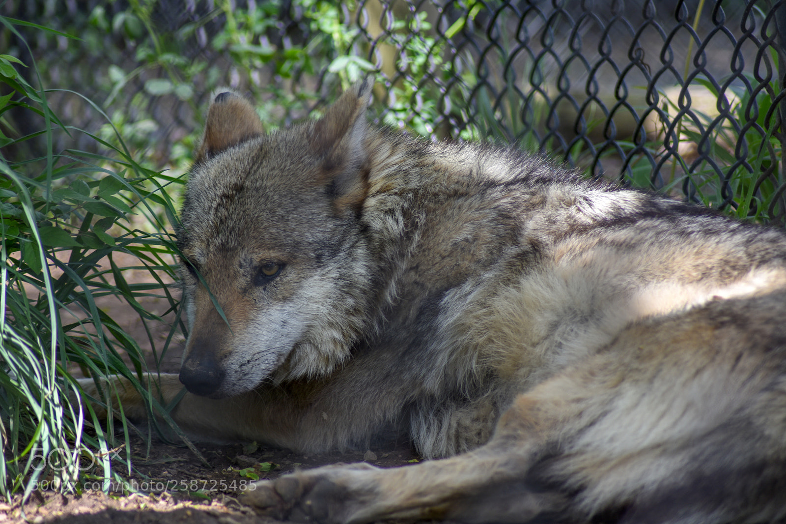 Nikon D7200 sample photo. Wolf laying down photography