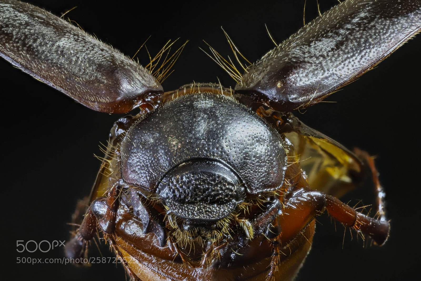 Canon EOS 6D Mark II sample photo. Escarabajo, phyllophaga photography