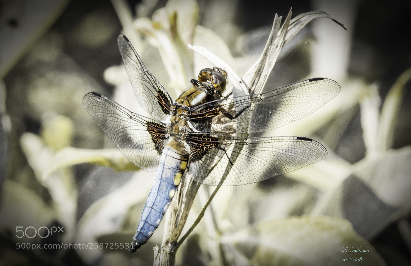 Nikon D5000 sample photo. Dragonfly (libellulidae) photography