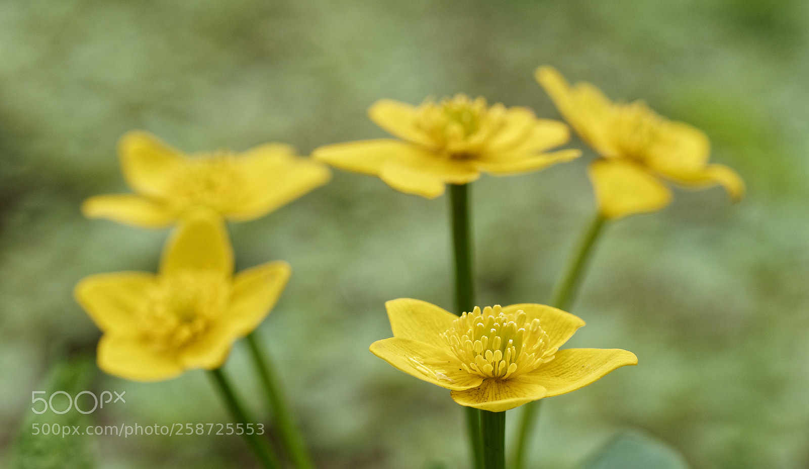 Olympus OM-D E-M1 sample photo. Marsh marigolds photography