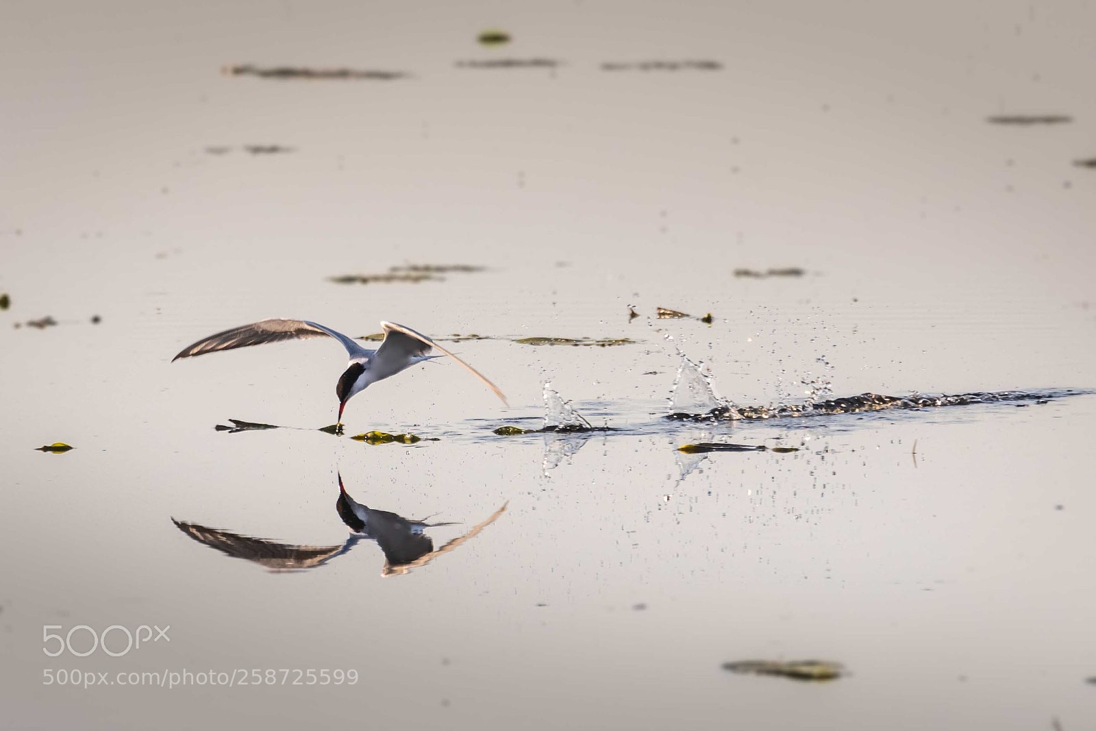 Nikon D850 sample photo. Flying tern photography
