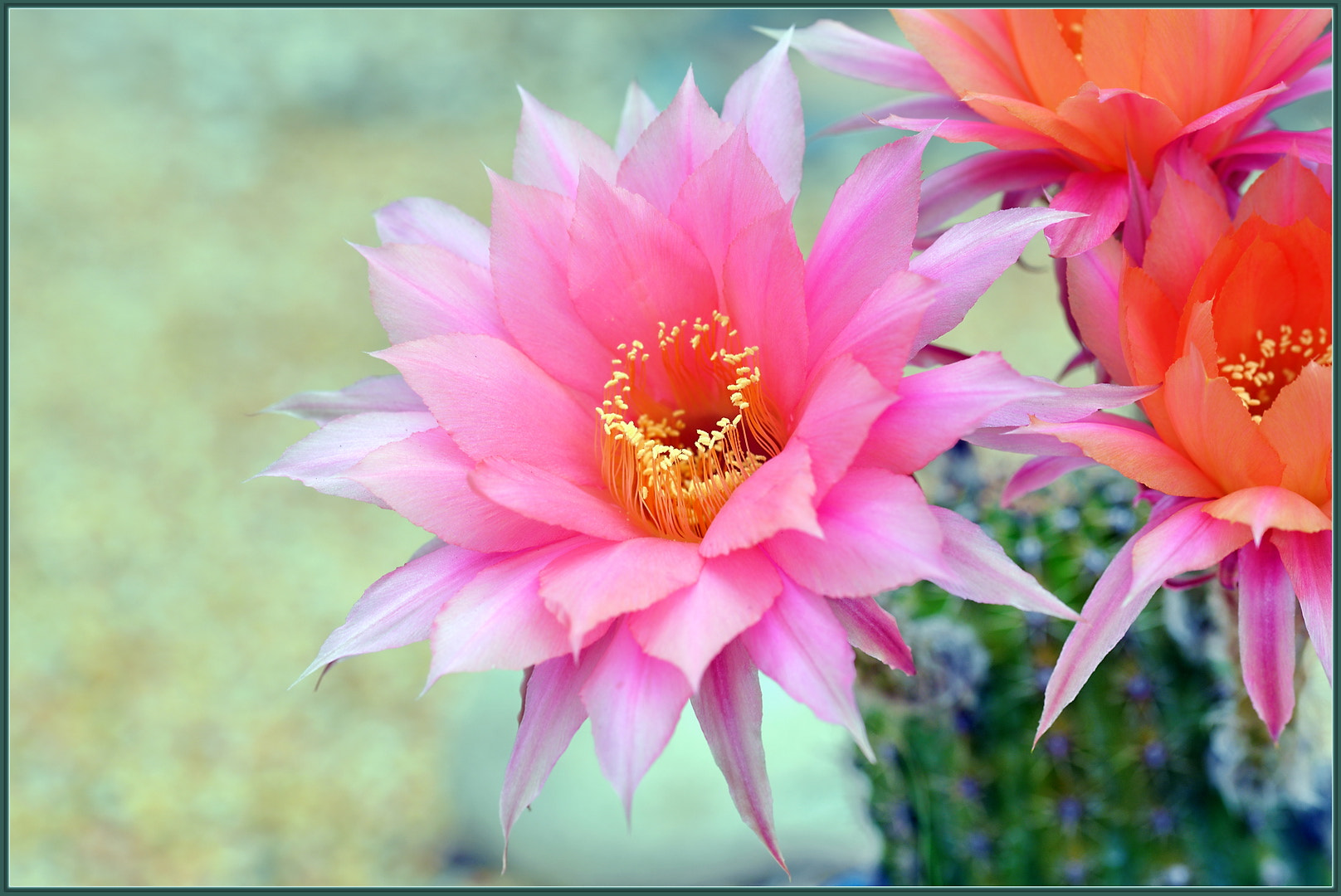 Sigma 105mm F2.8 EX DG OS HSM sample photo. Cactus bloom photography