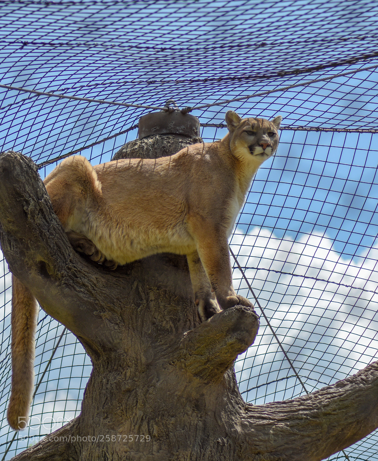 Nikon D7200 sample photo. Mountain lion in a photography