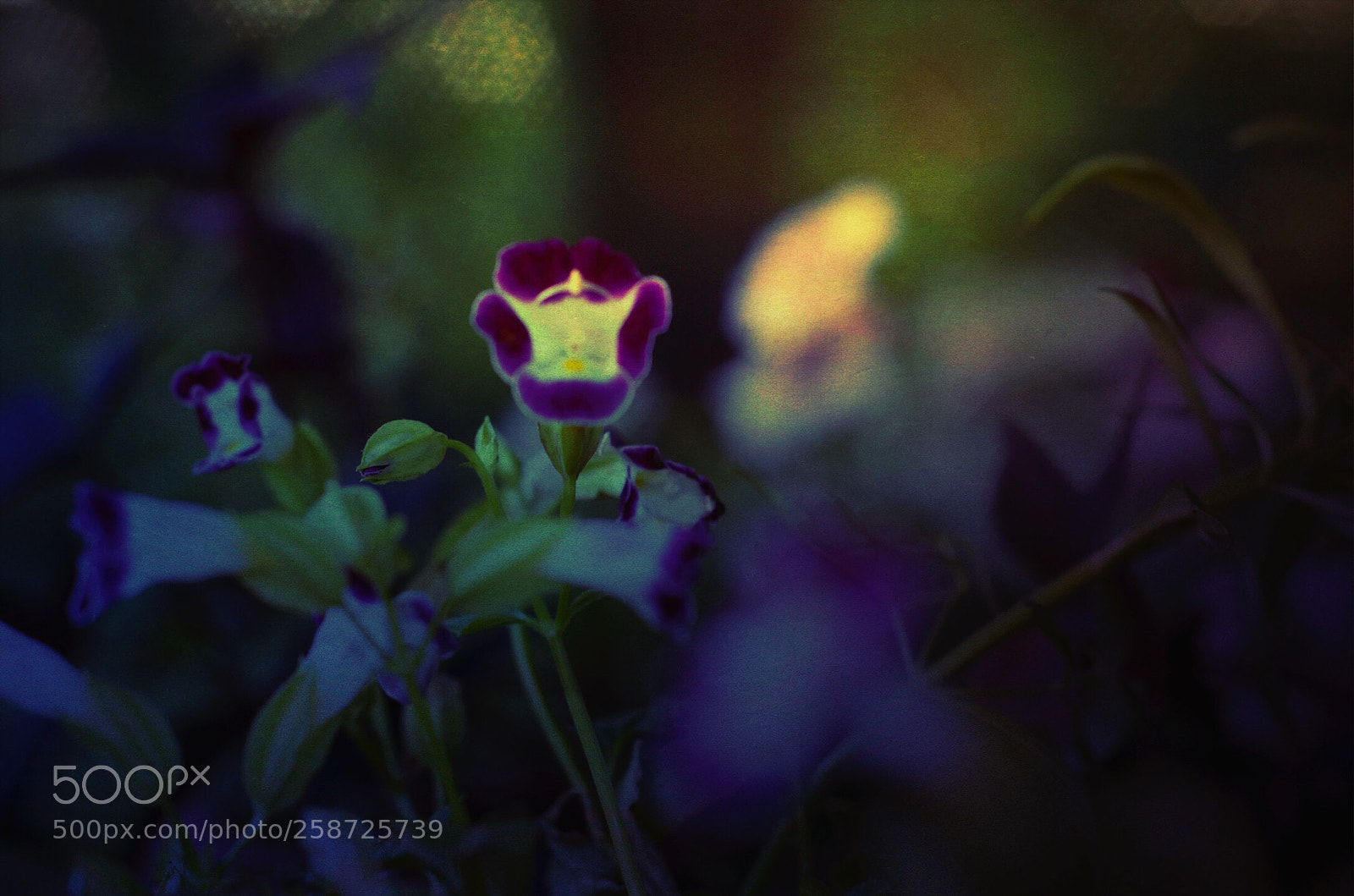 Nikon D7000 sample photo. Small wonder  photography