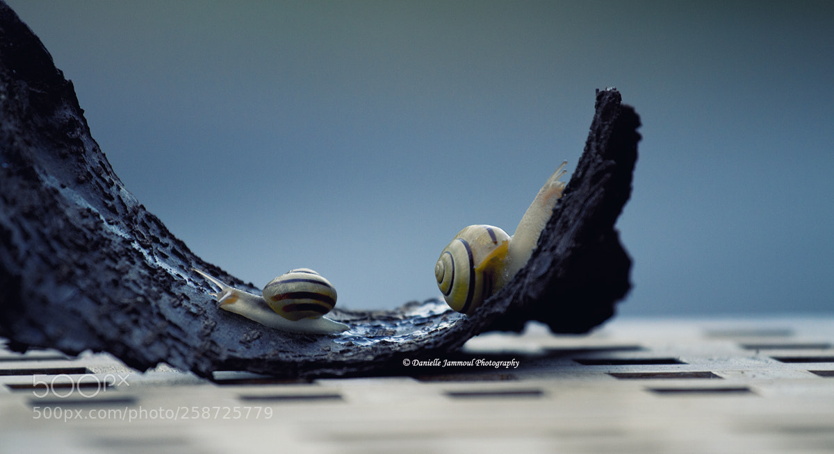 Canon EOS 7D sample photo. Schnecken photography
