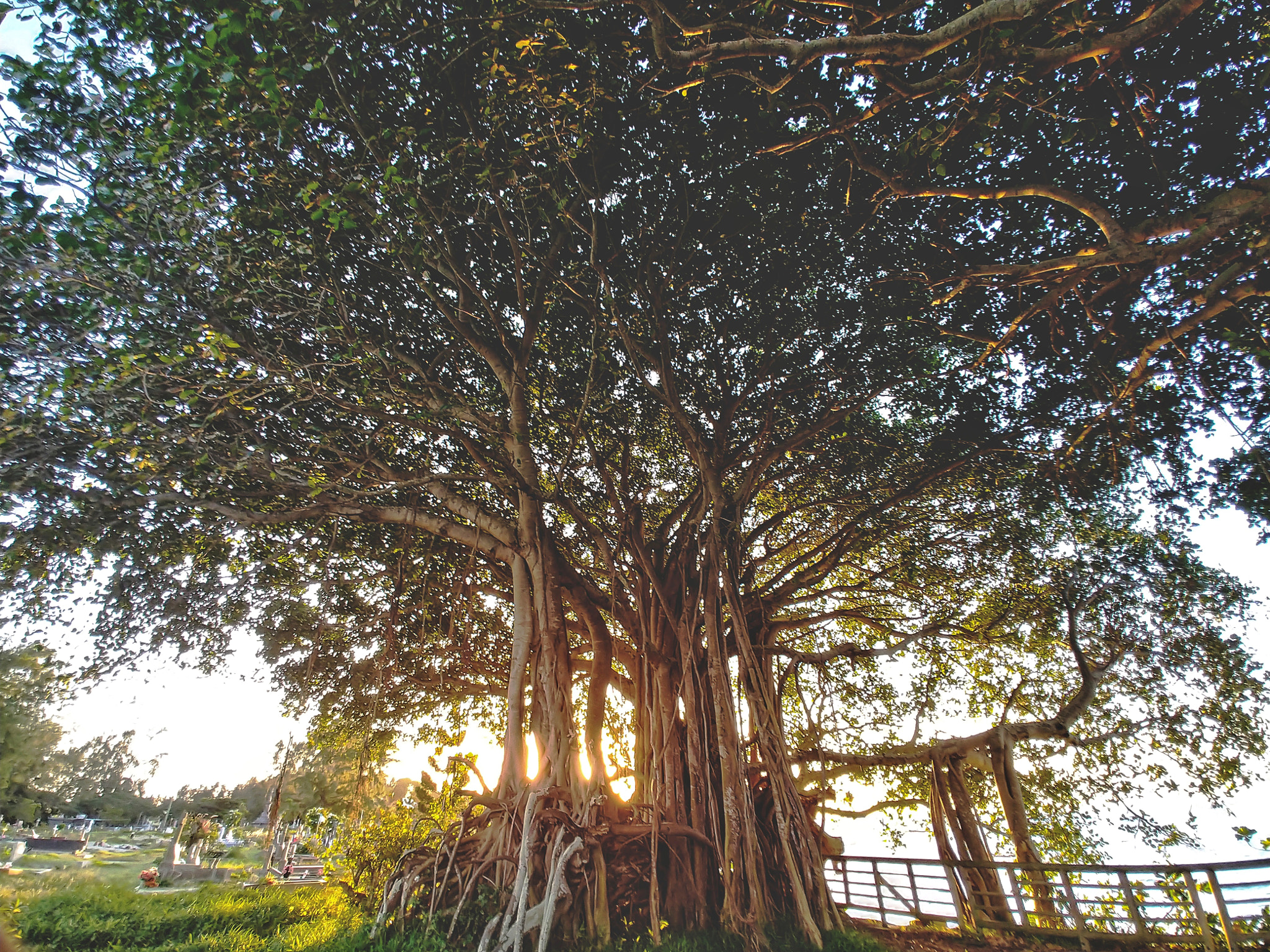 LG V30 sample photo. Tree of life photography