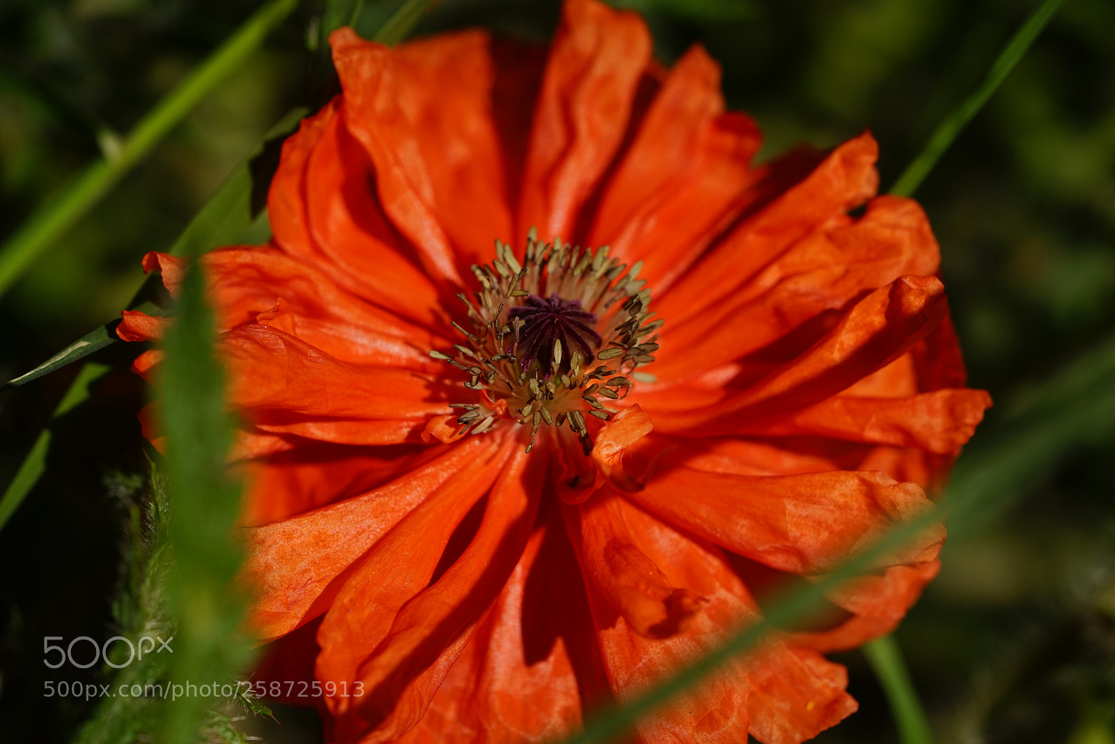 Sony a7R sample photo. Dsc photography