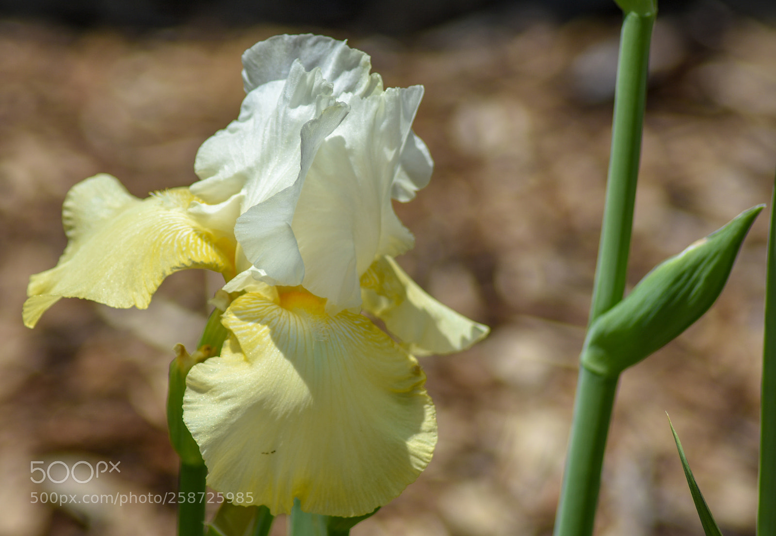 Nikon D7200 sample photo. Light yellow iris photography
