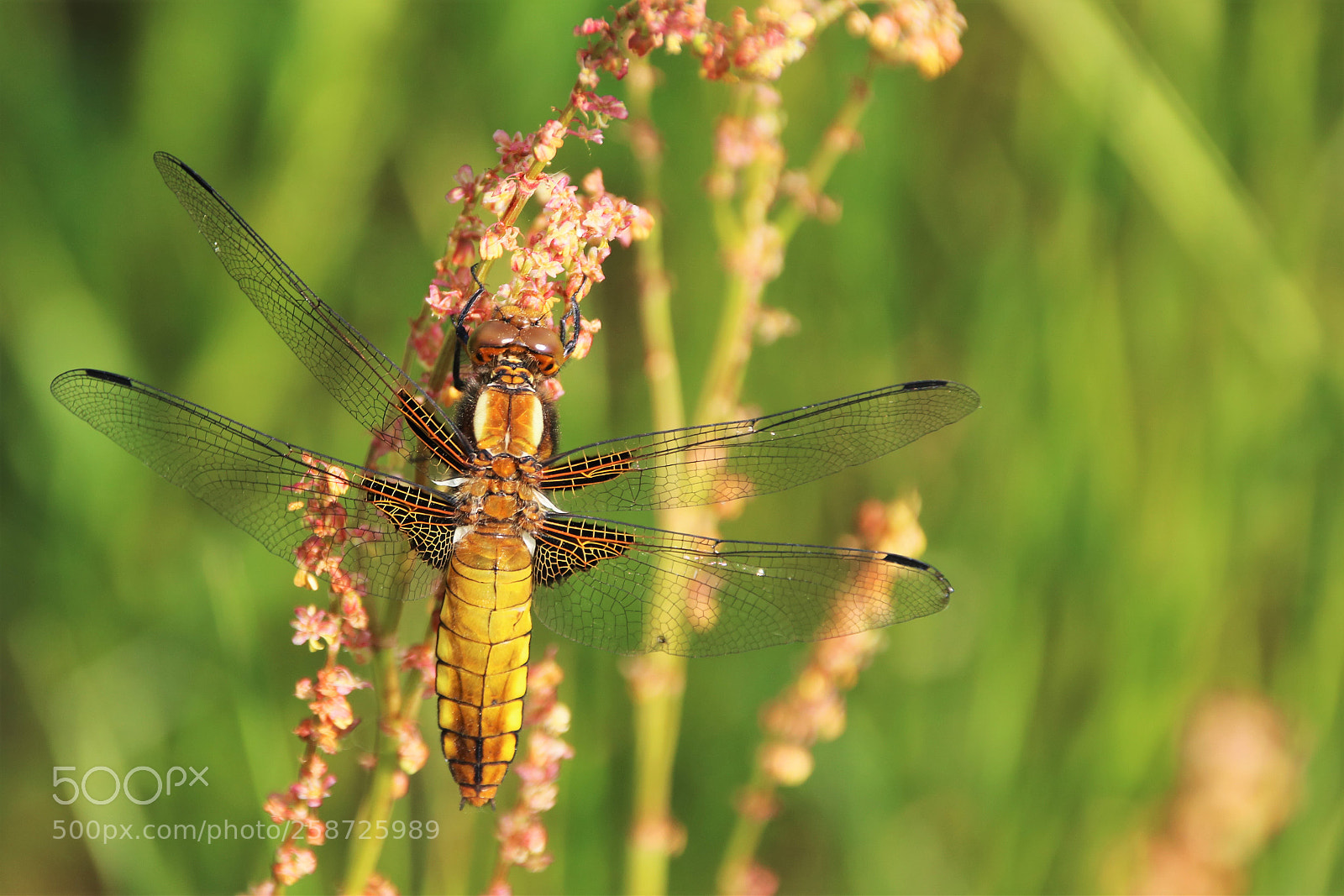 Canon EOS 760D (EOS Rebel T6s / EOS 8000D) sample photo. Libelle photography