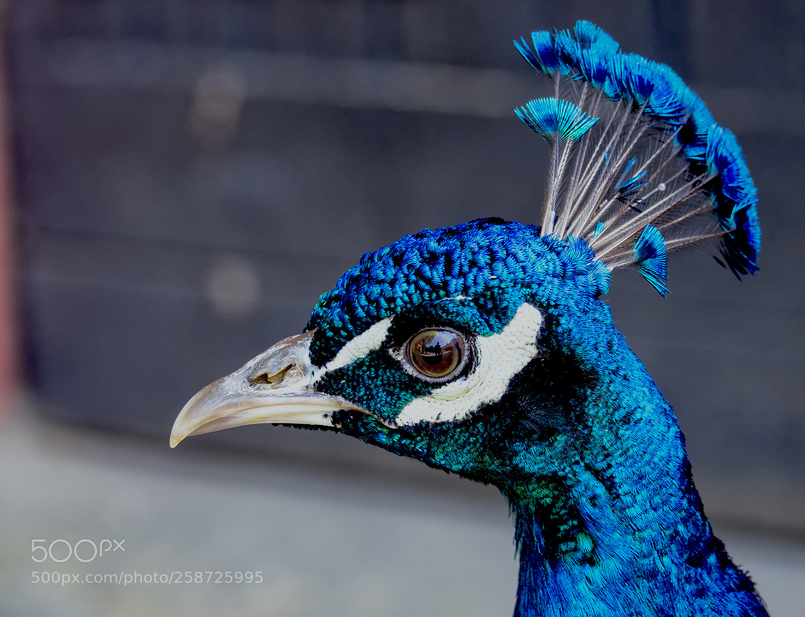 Olympus OM-D E-M10 II sample photo. Pfau portrait photography