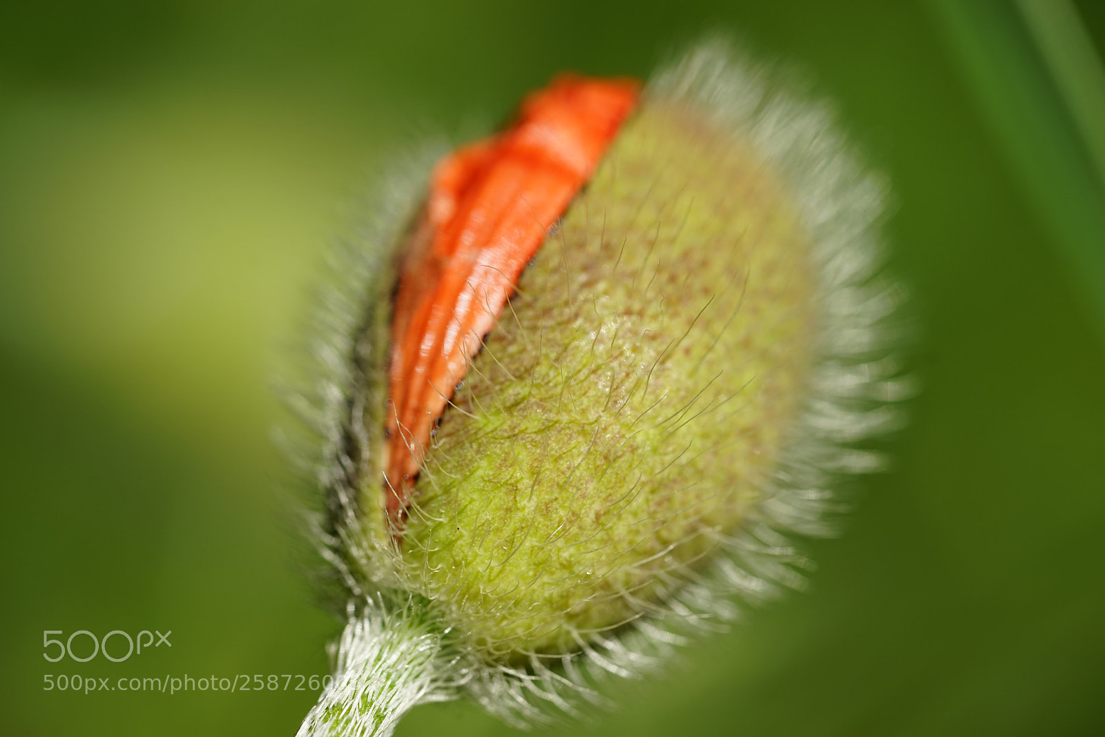 Sony a7R sample photo. Dsc photography